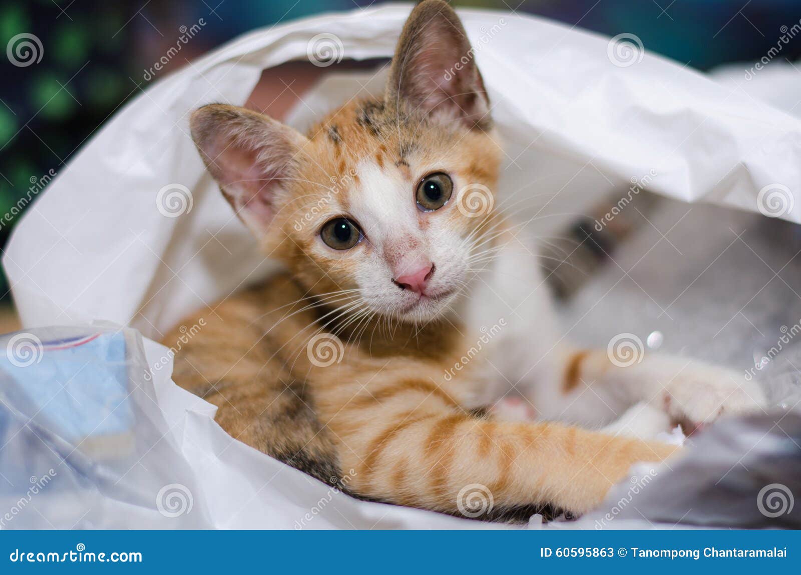 Kitten in plastic bag stock image. Image of kitty, furry 60595863