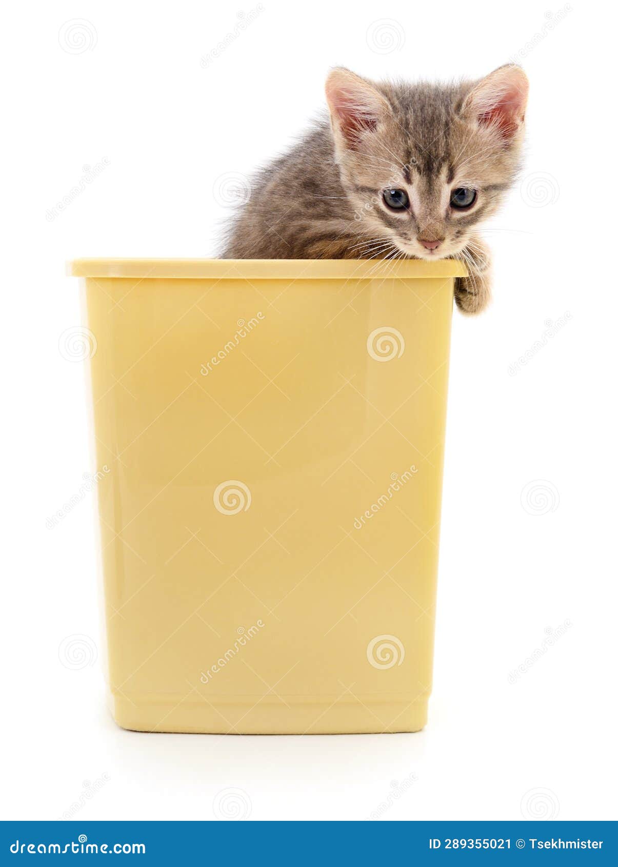 Kitten in a Plastic Container Stock Image Image of container, animal