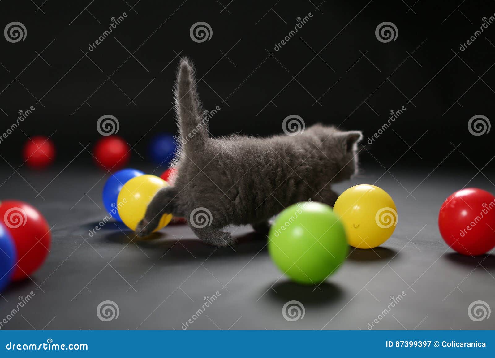 Kitten playing balls stock image. Image of animal, child 87399397