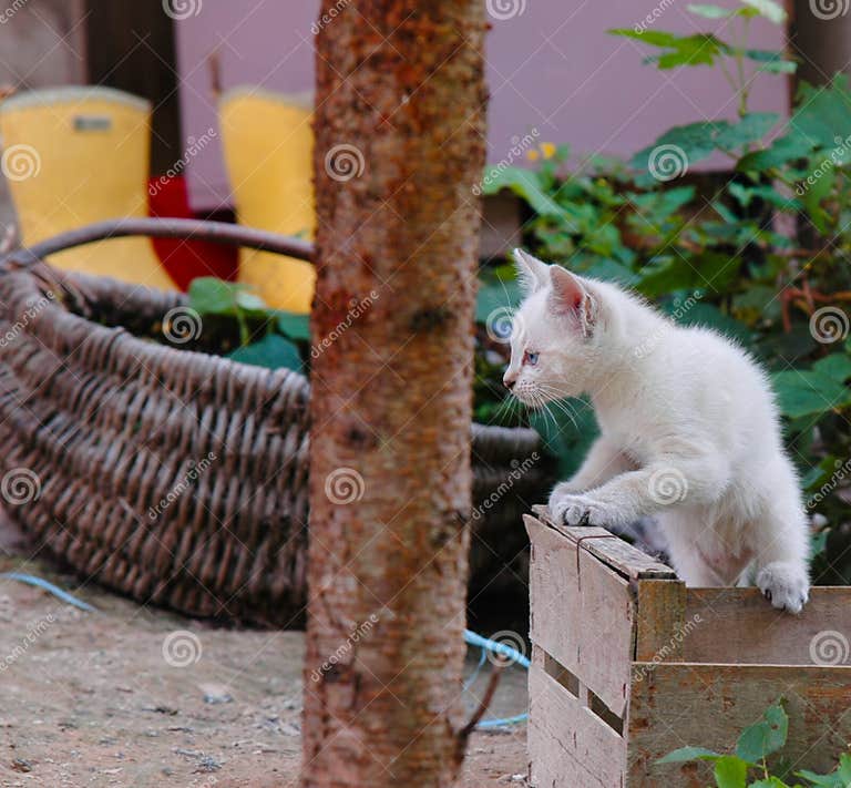 Kitten playing with a box stock image. Image of playing - 186751823