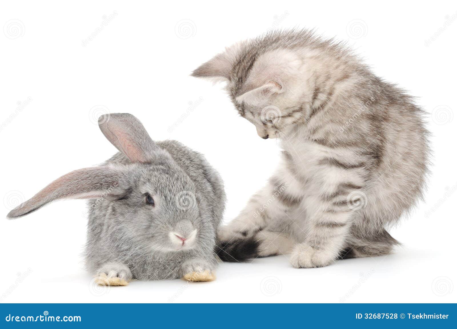 Kitten playing with rabbit stock photo. Image of kitten 32687528