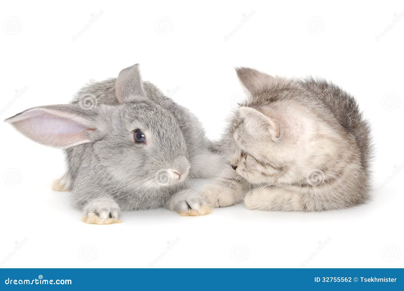 Kitten playing with rabbit stock photo. Image of small 32755562