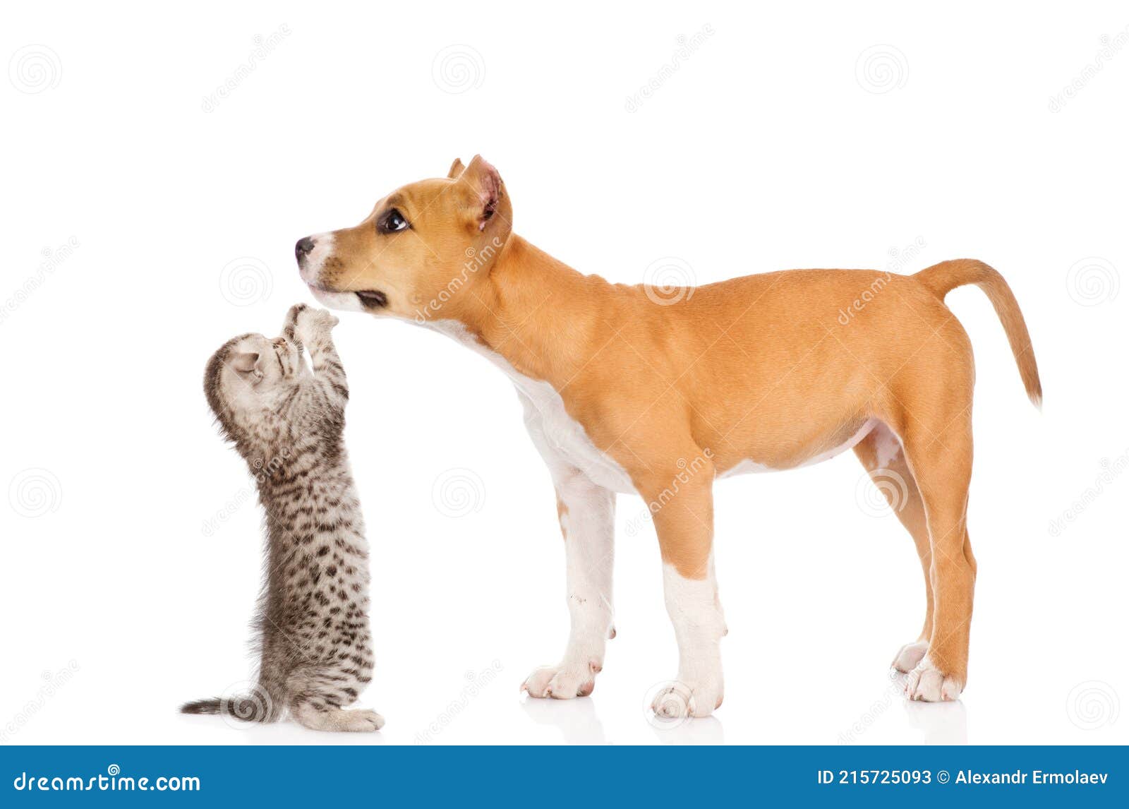 kitten playing with stafford puppy.  on white background