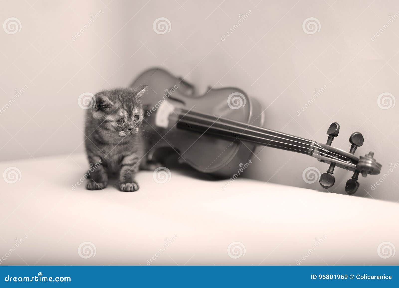 Kitten Playing at the Violin Stock Image Image of look, kitten 96801969