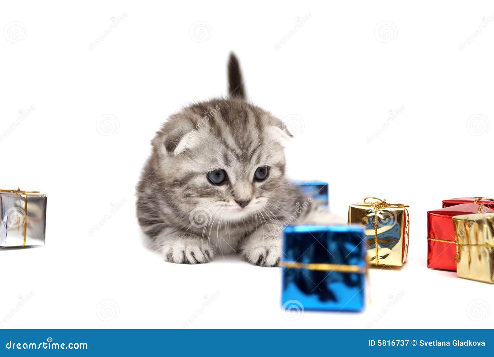 Kitten Plays With Gift Boxes Picture. Image 5816737