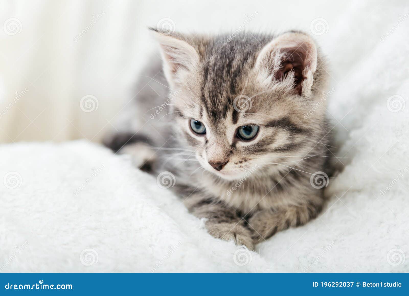 Striped Tabby Kitten. Portrait of Beautiful Fluffy Gray Kitten ...