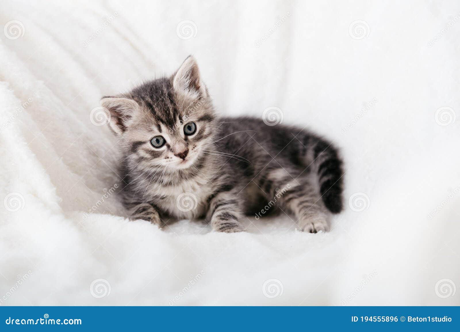 Striped Tabby Kitten. Portrait of Beautiful Fluffy Gray Kitten ...