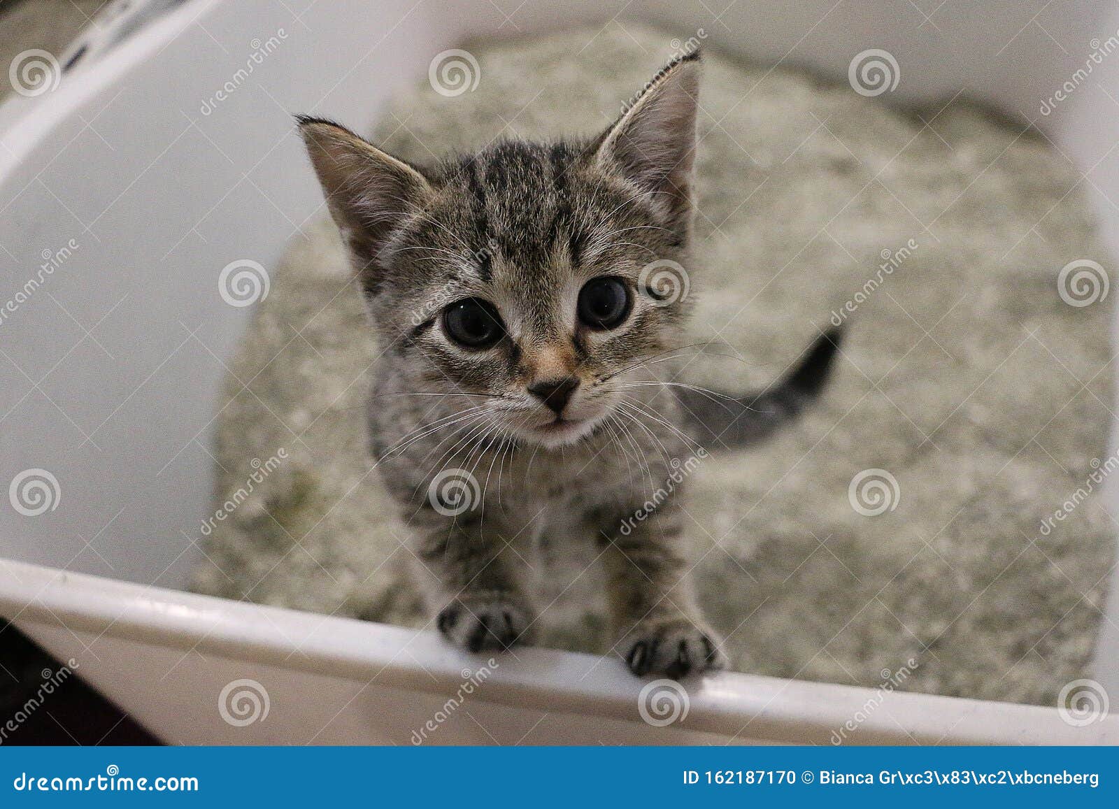 beautiful small gray kitten is sitting in the sand in the cat toilett and looking up