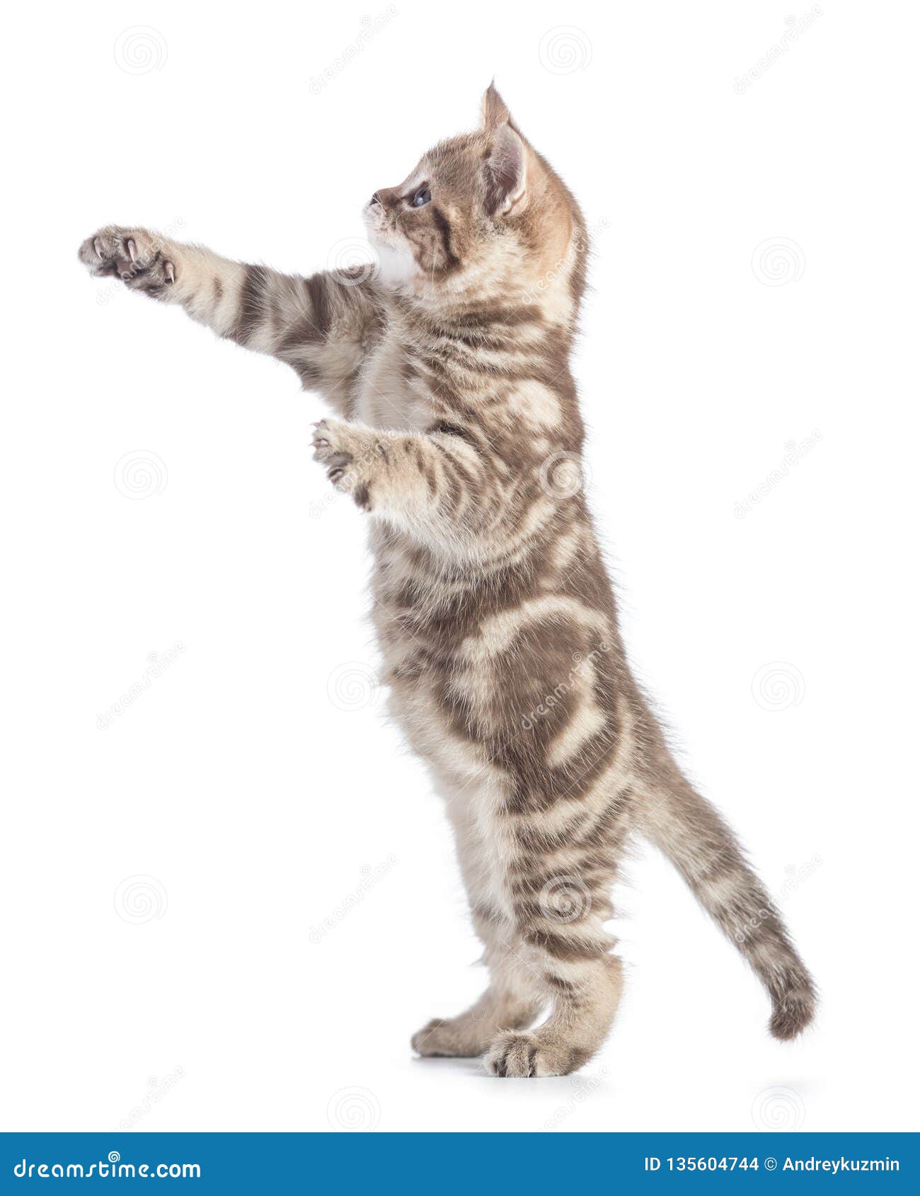 Kitten Profile Standing and Looking Up with Raised Paws Isolated Stock