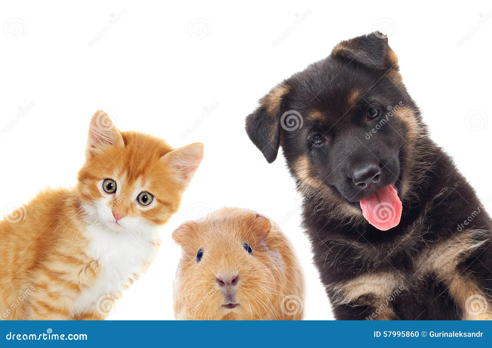 A Guinea Pig Looking To Camera. He Has Very Strict Look As Some Boss