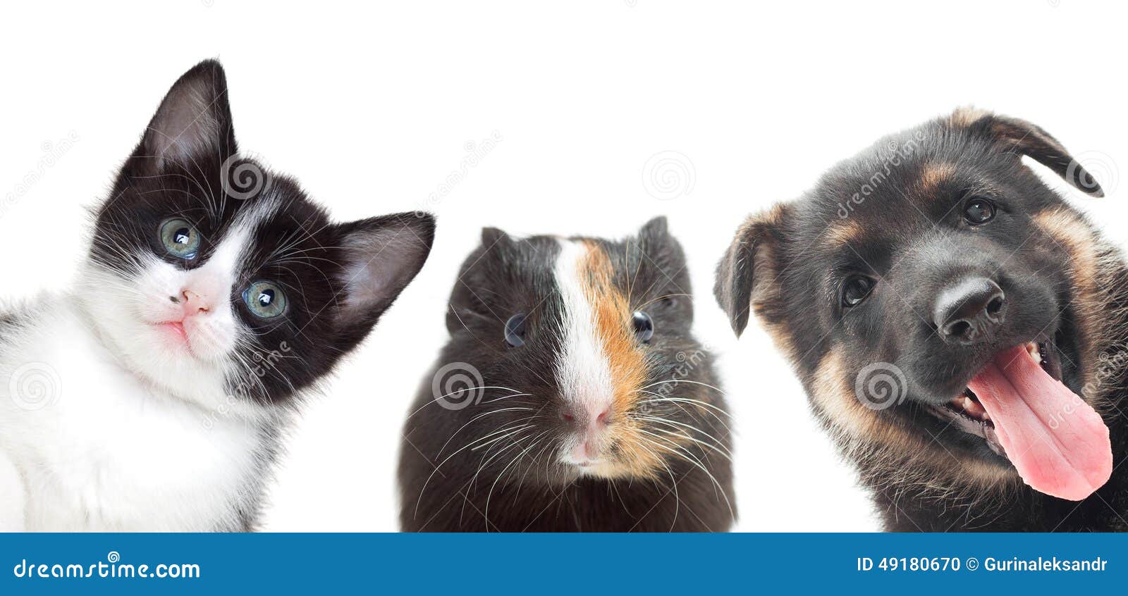 Kitten and Puppy and Guinea Pig Stock Photo Image of watching, puppy