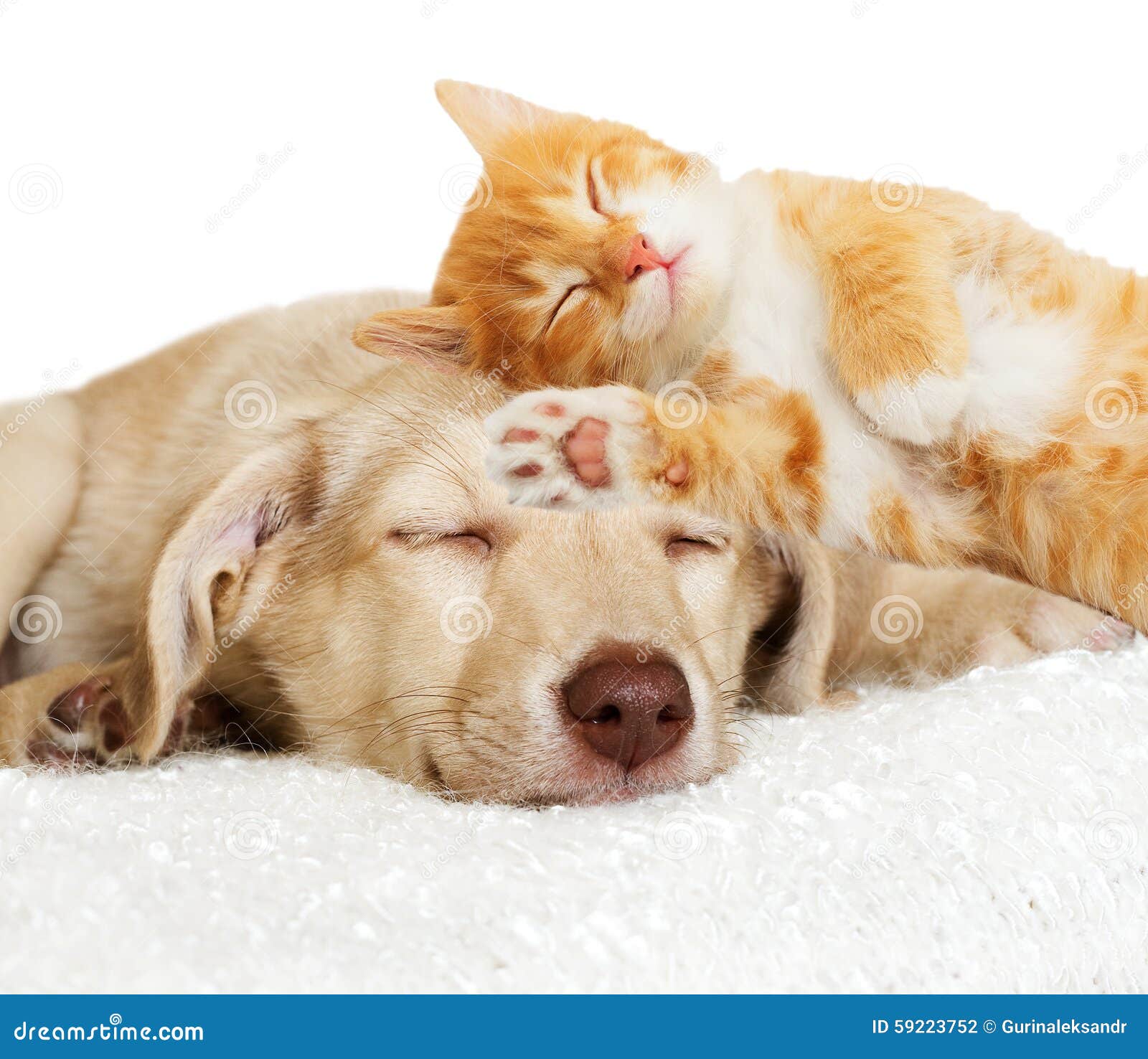 Kitten and puppy sleeping stock photo. Image of purebred 59223752