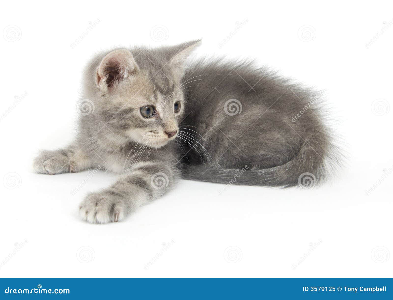  Kitten  Ready To Pounce  Royalty Free Stock Photo Image 