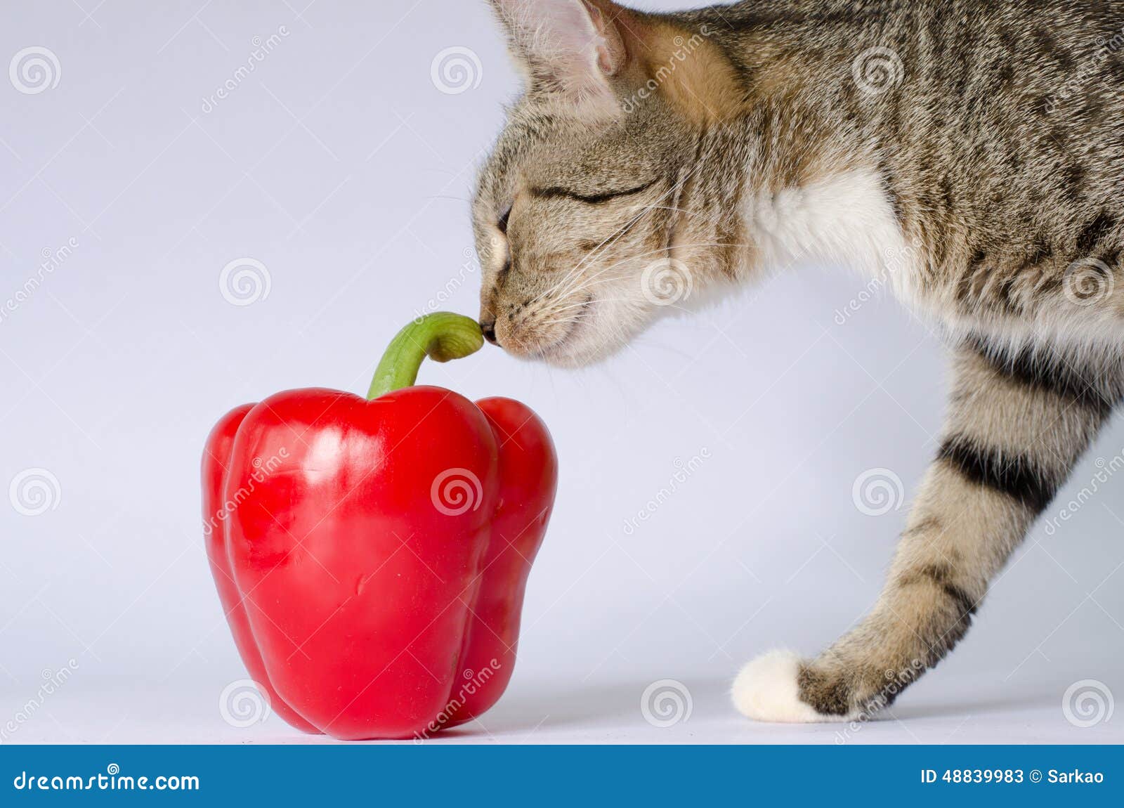 Kitten and red pepper stock image. Image of food, mammal 48839983