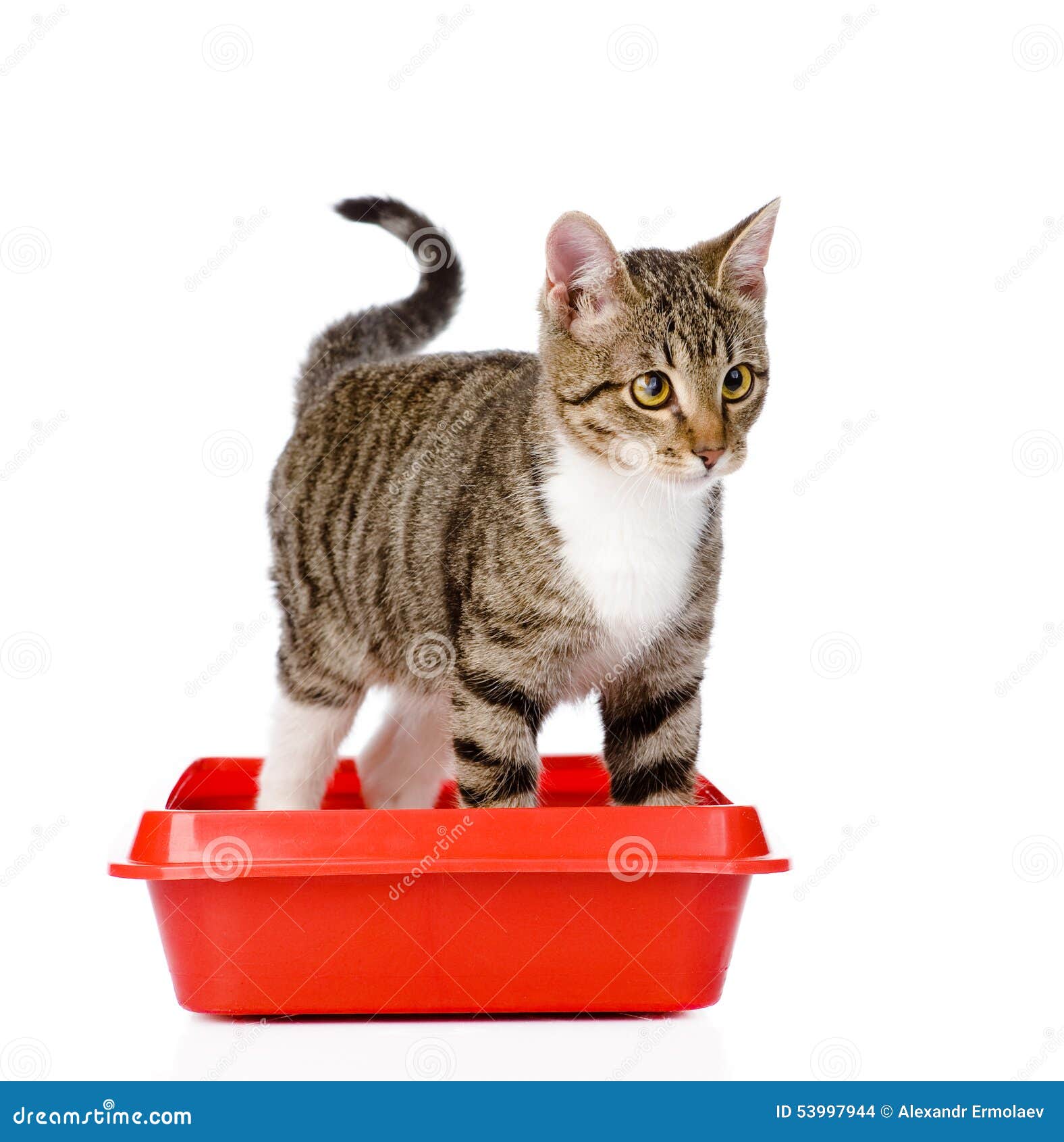 Kitten in Red Plastic Litter Cat. on White Background Stock Photo