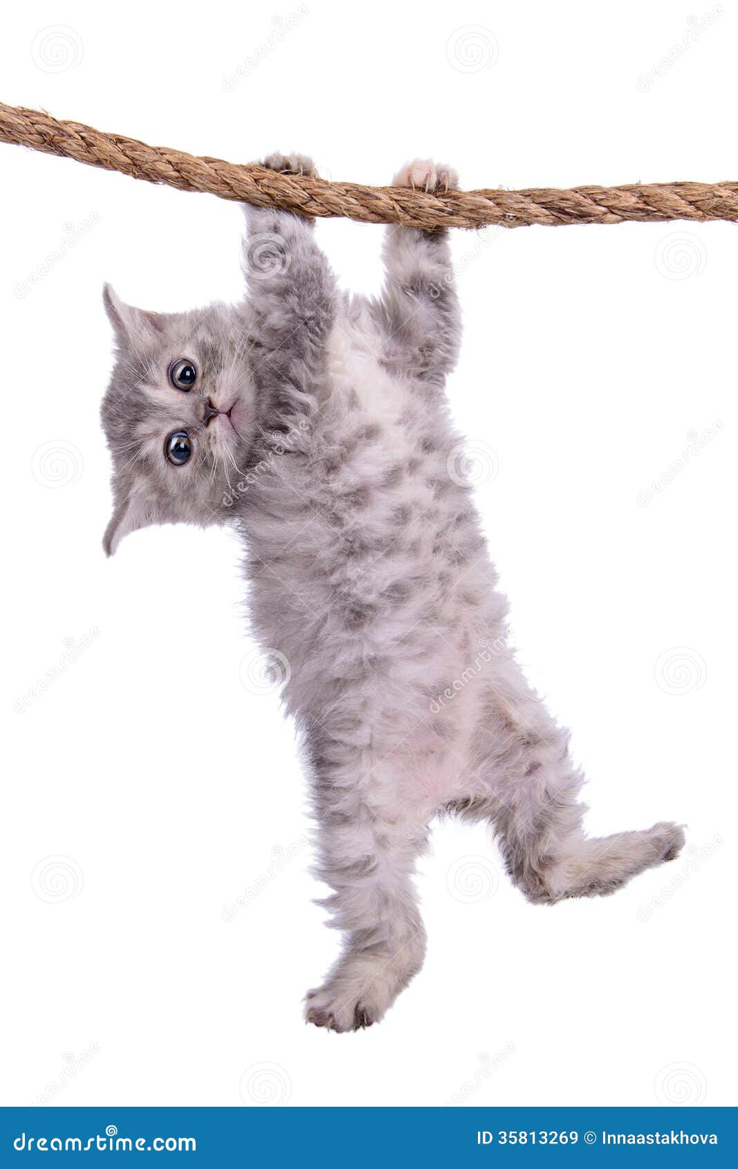 hang in there cat clipart - photo #48