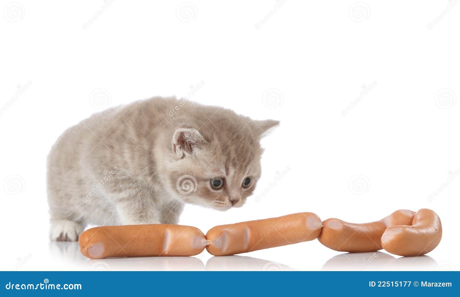 Kitten and sausages stock image. Image of animal, adorable 22515177