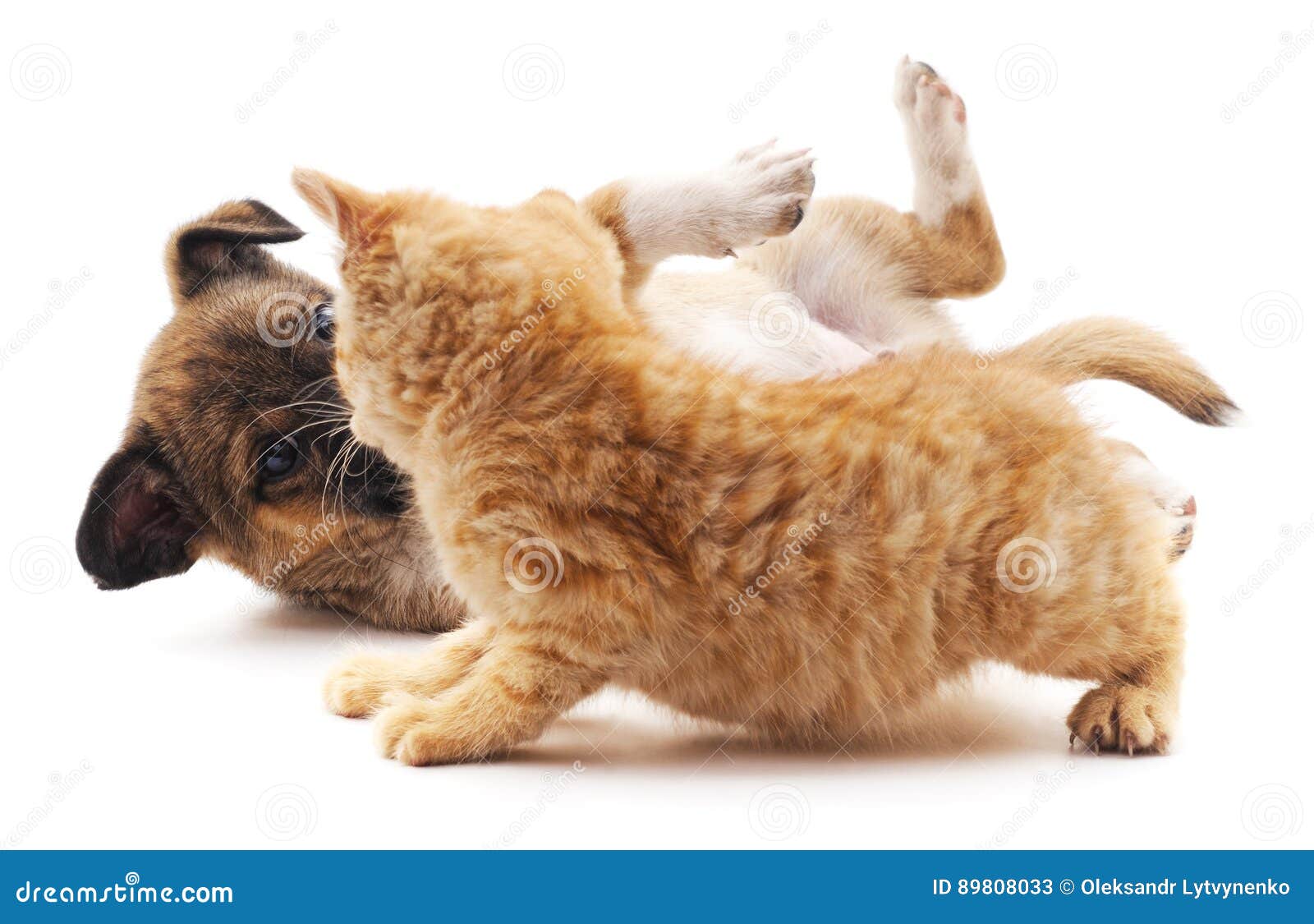 Kitten that screams at puppy. Kitten that screams at puppy on white background.