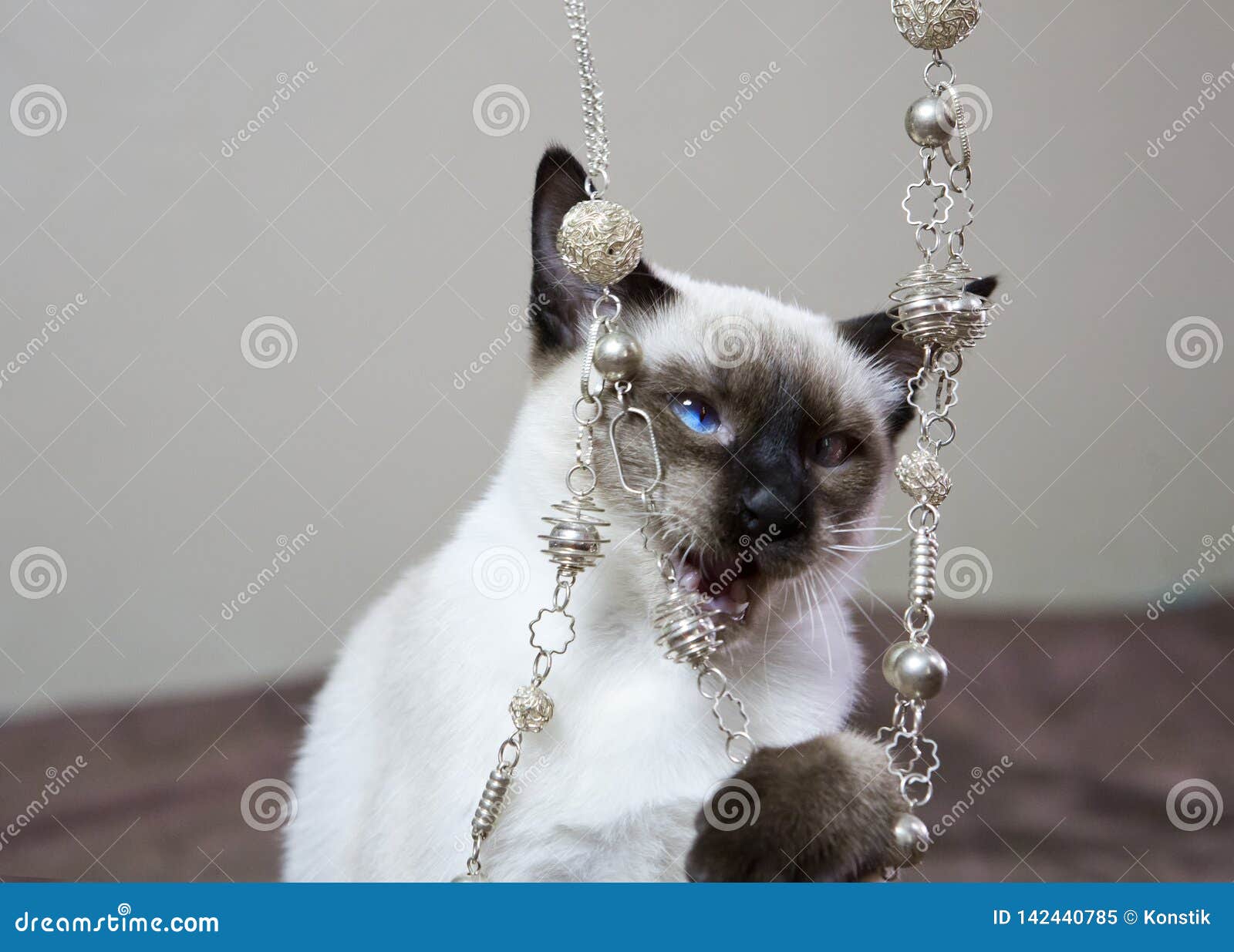 Kitten Short Haired Color Seal Point Plays With Beads The Small