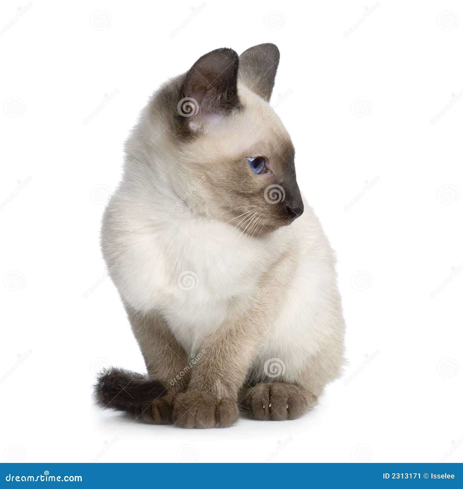 Kitten Siamese stock image. Image of eyes, fuzzy, blue - 2313171