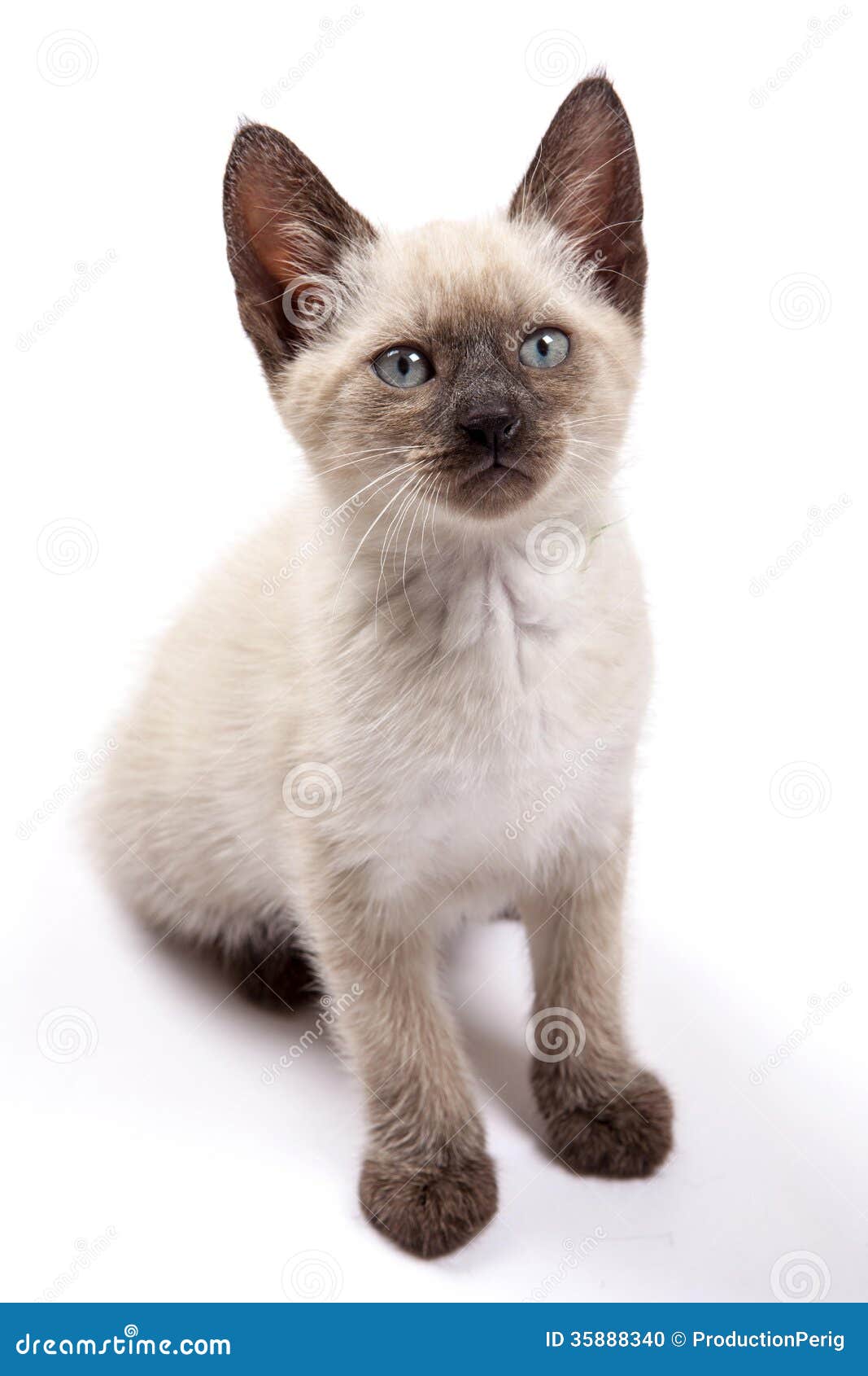 Kitten Siamese in High Definition on a White Background Stock Photo ...