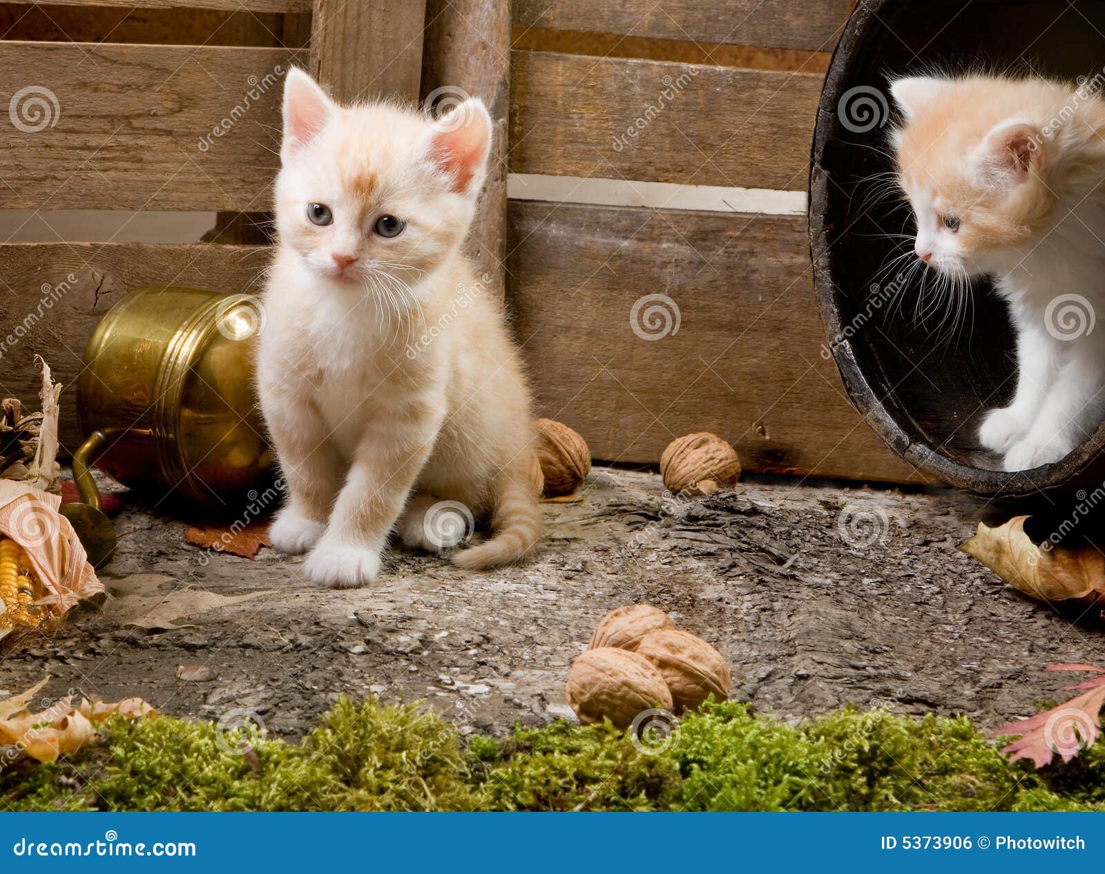 Kitten siblings stock photo. Image of furry, animal, barrel 5373906