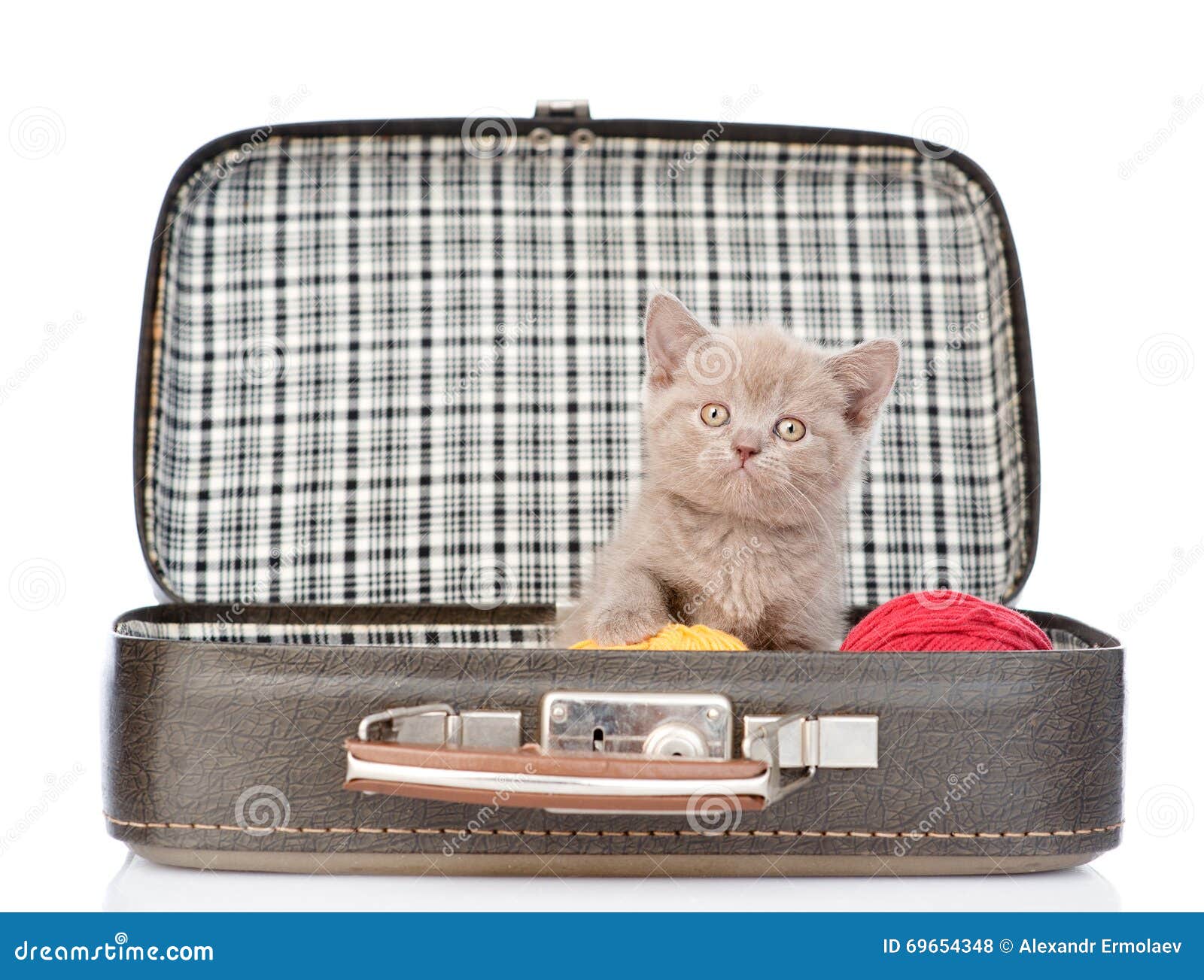 Kitten Sitting In A Bag. Isolated On White Background Stock Photo