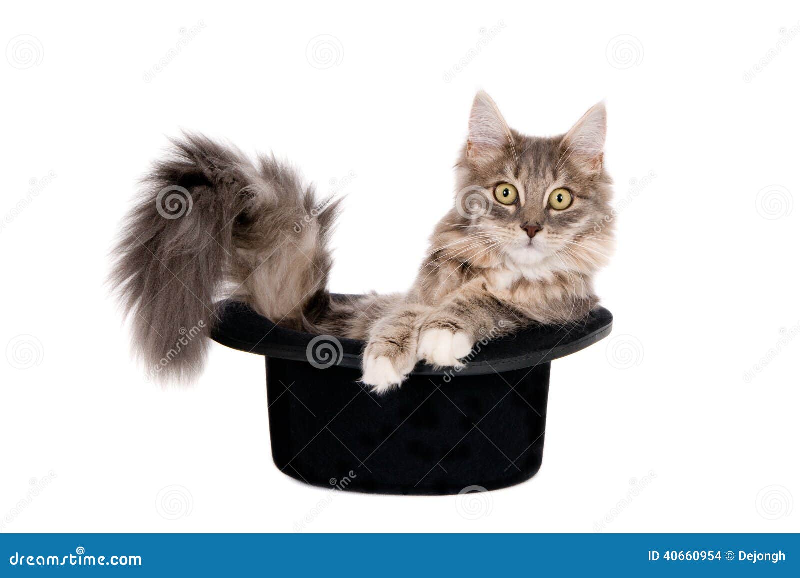 Kitten sitting in a hat stock photo. Image of fluffy 40660954