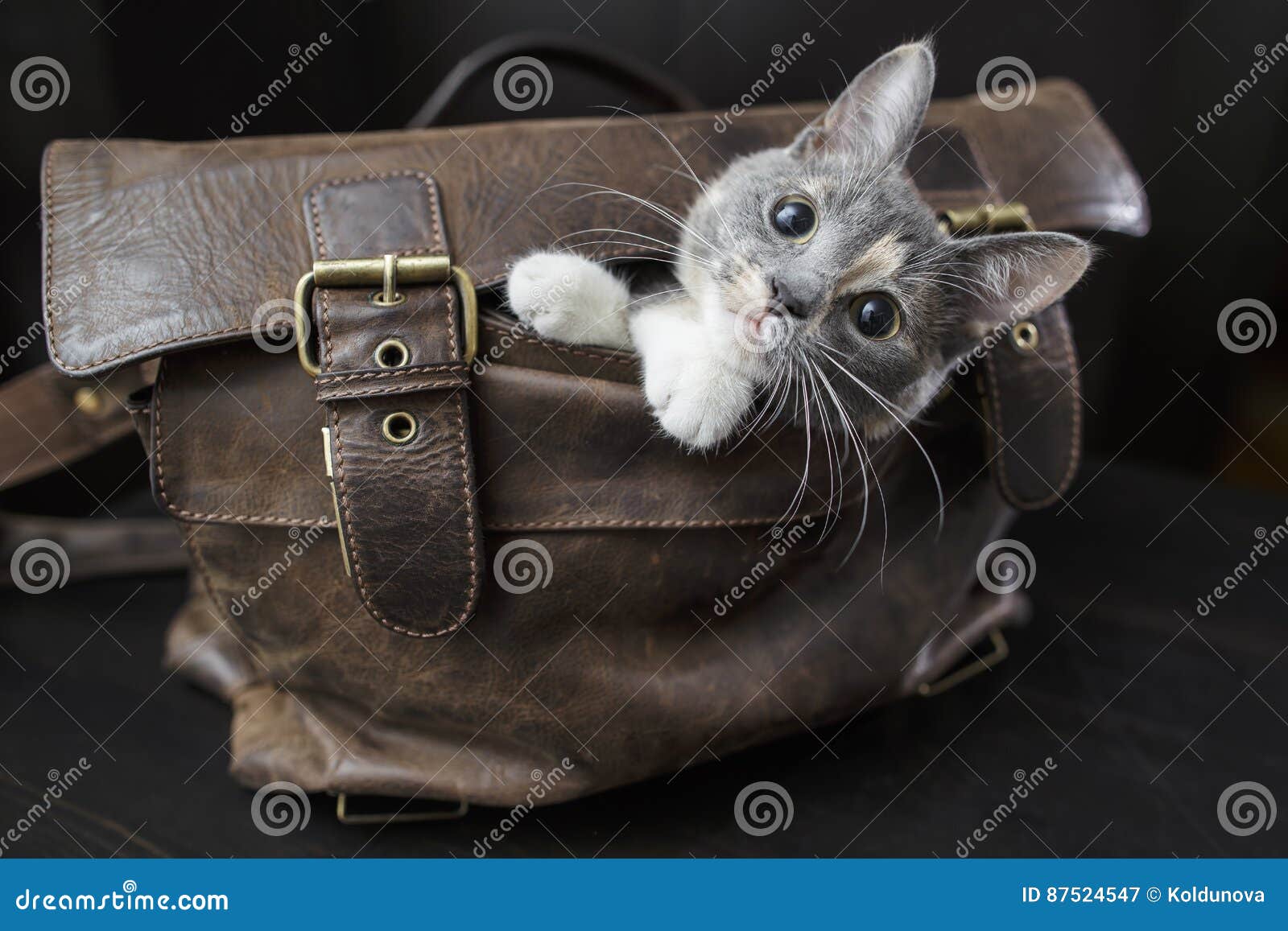 Old Leather Purse Stock Photo - Download Image Now - Animal Pouch