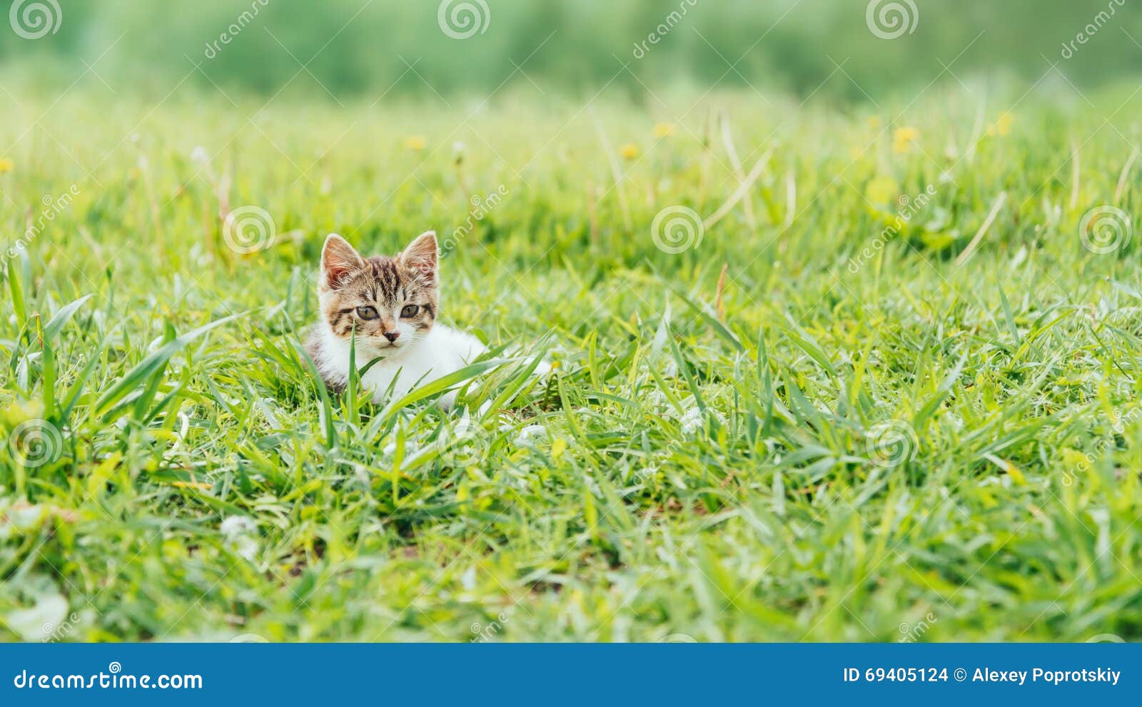 Kitten Sitting on Summer Field Stock Photo Image of nature, curiosity