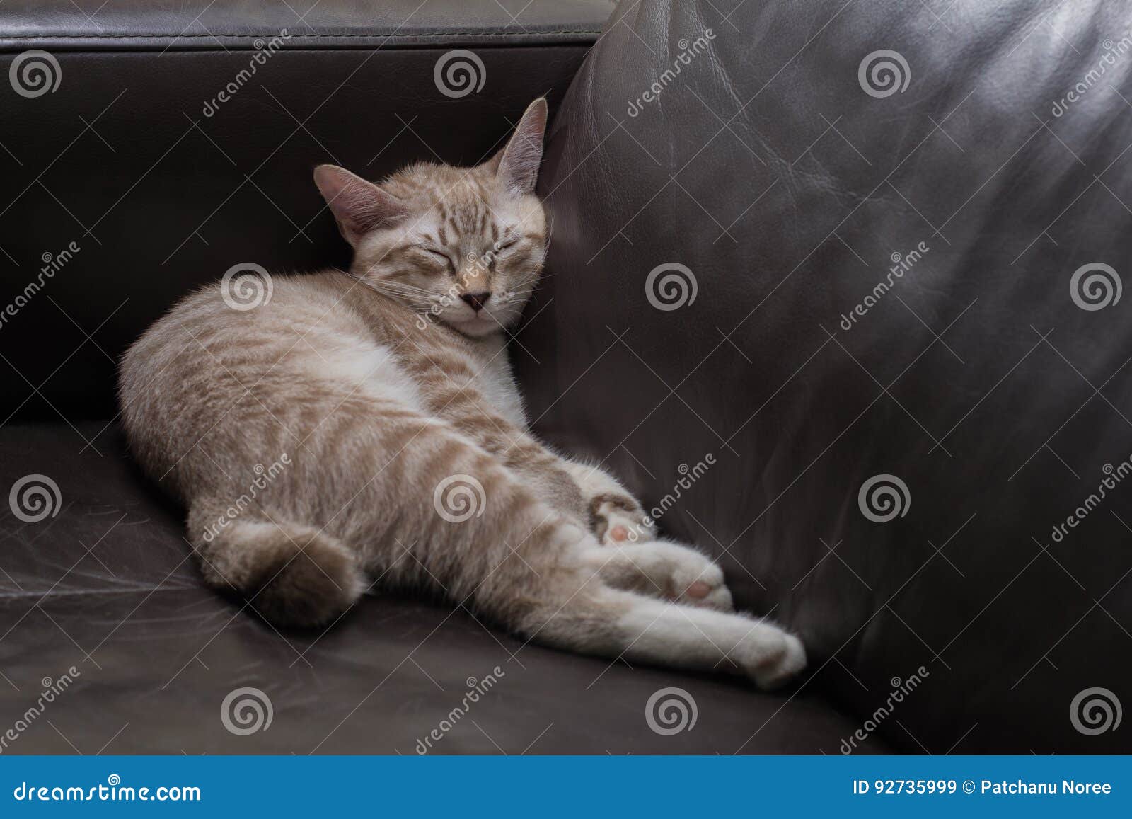 Kitten Sleeping on Black Leather Sofa Stock Image Image of feline