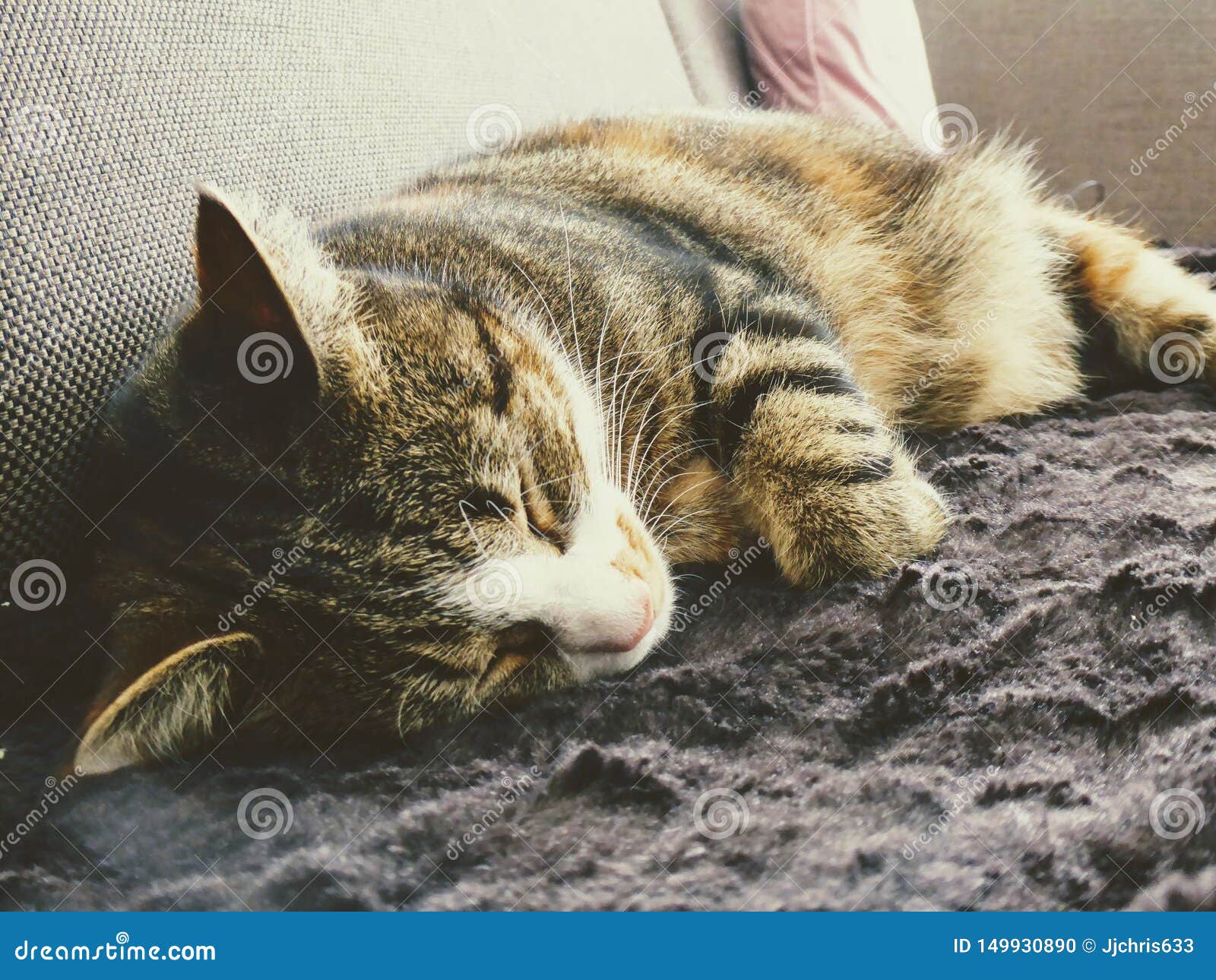 Kitten Sleeping on Couch in Living Room. Stock Photo Image of room