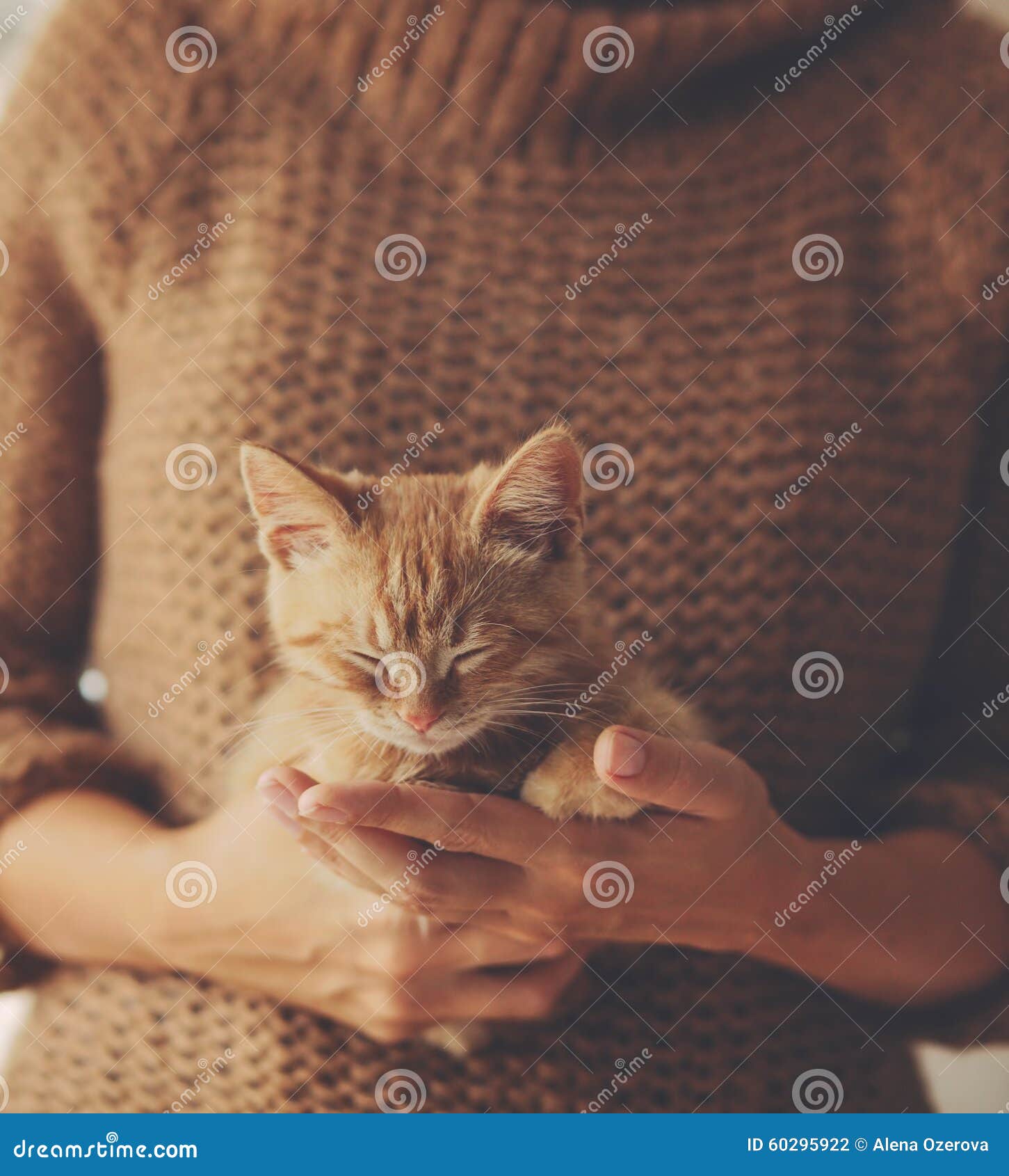 Kitten sleeping on hands stock photo. Image of closeup 60295922