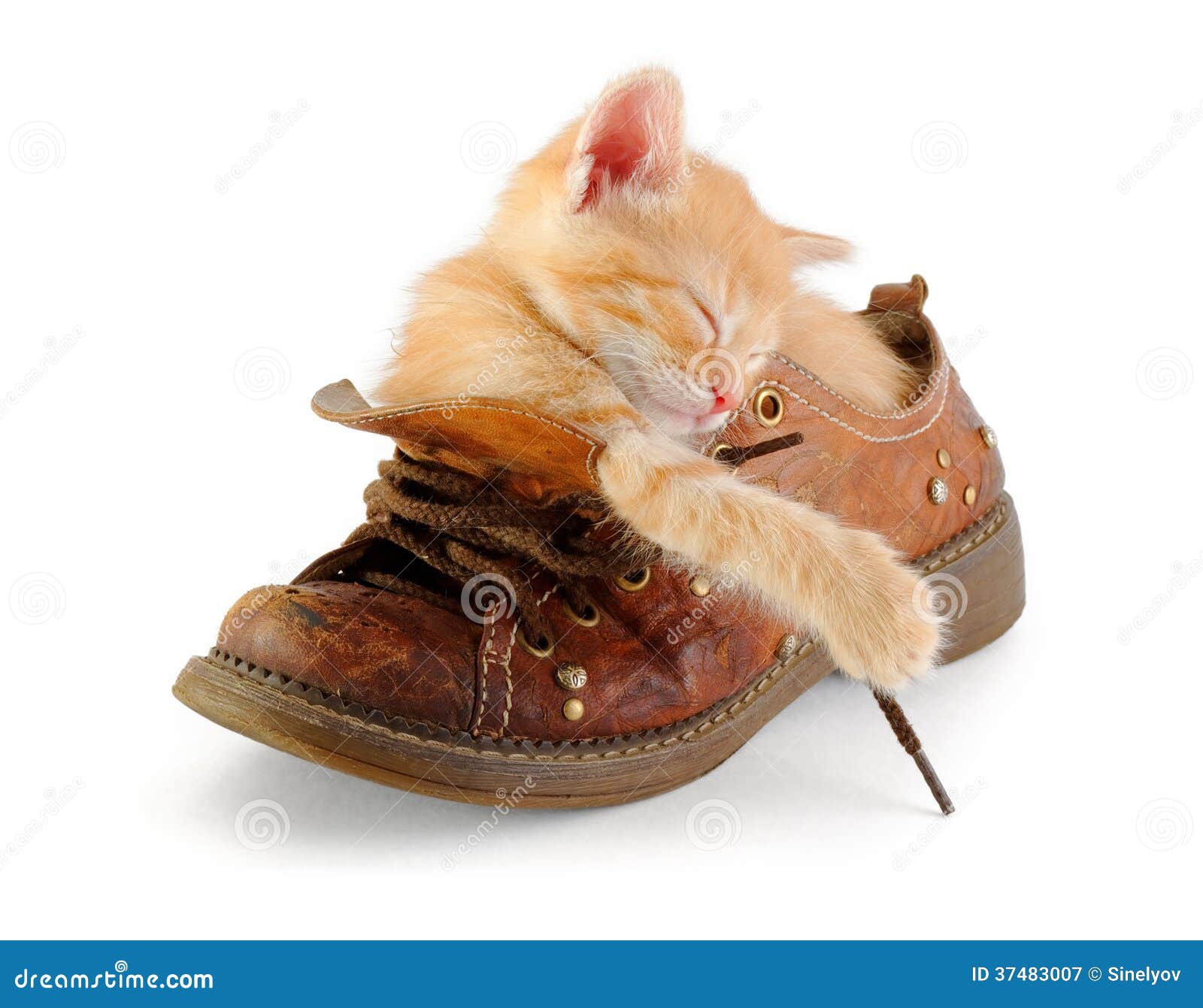 Kitten Sleeping in Old Boot Stock Image - Image of breed, orange: 37483007