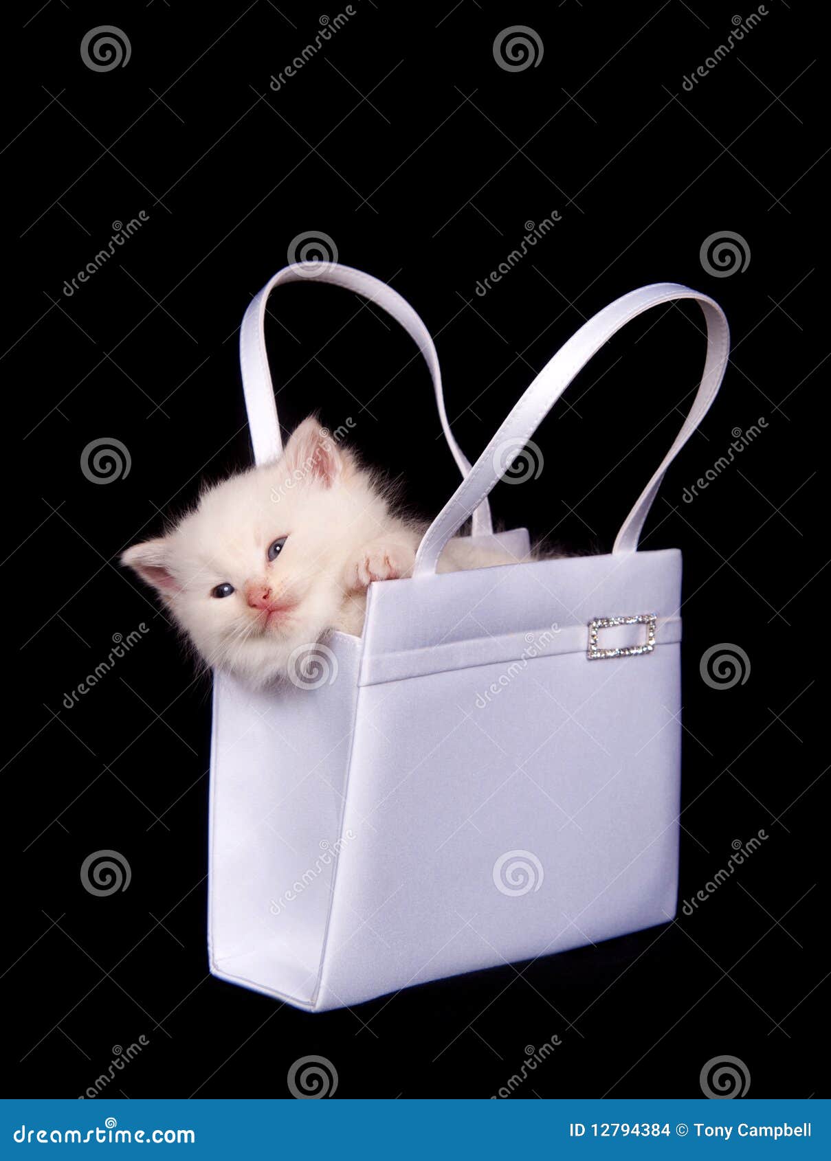 kitten in a bag