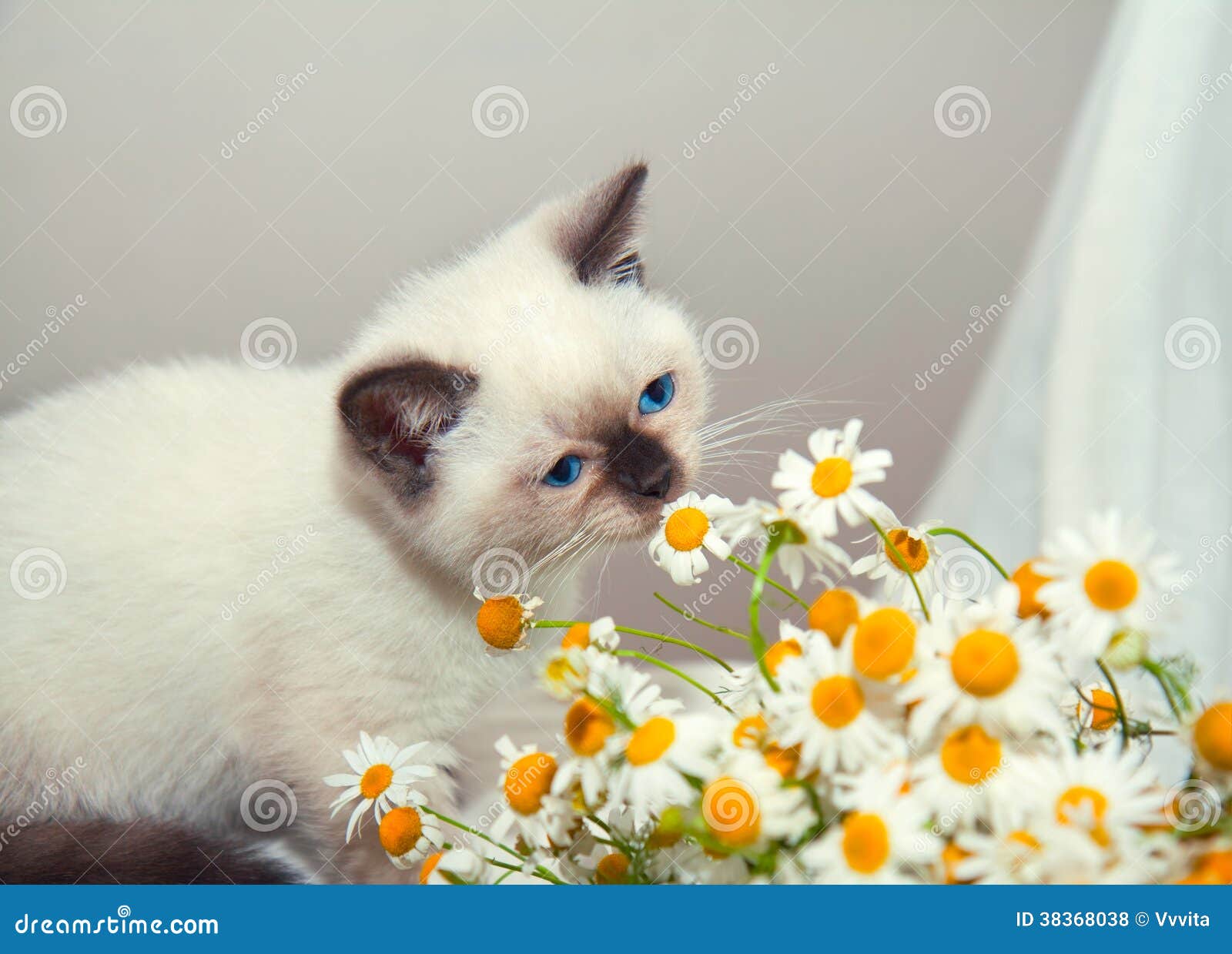 Kitten sniffing chamomile stock photo. Image of nature 38368038