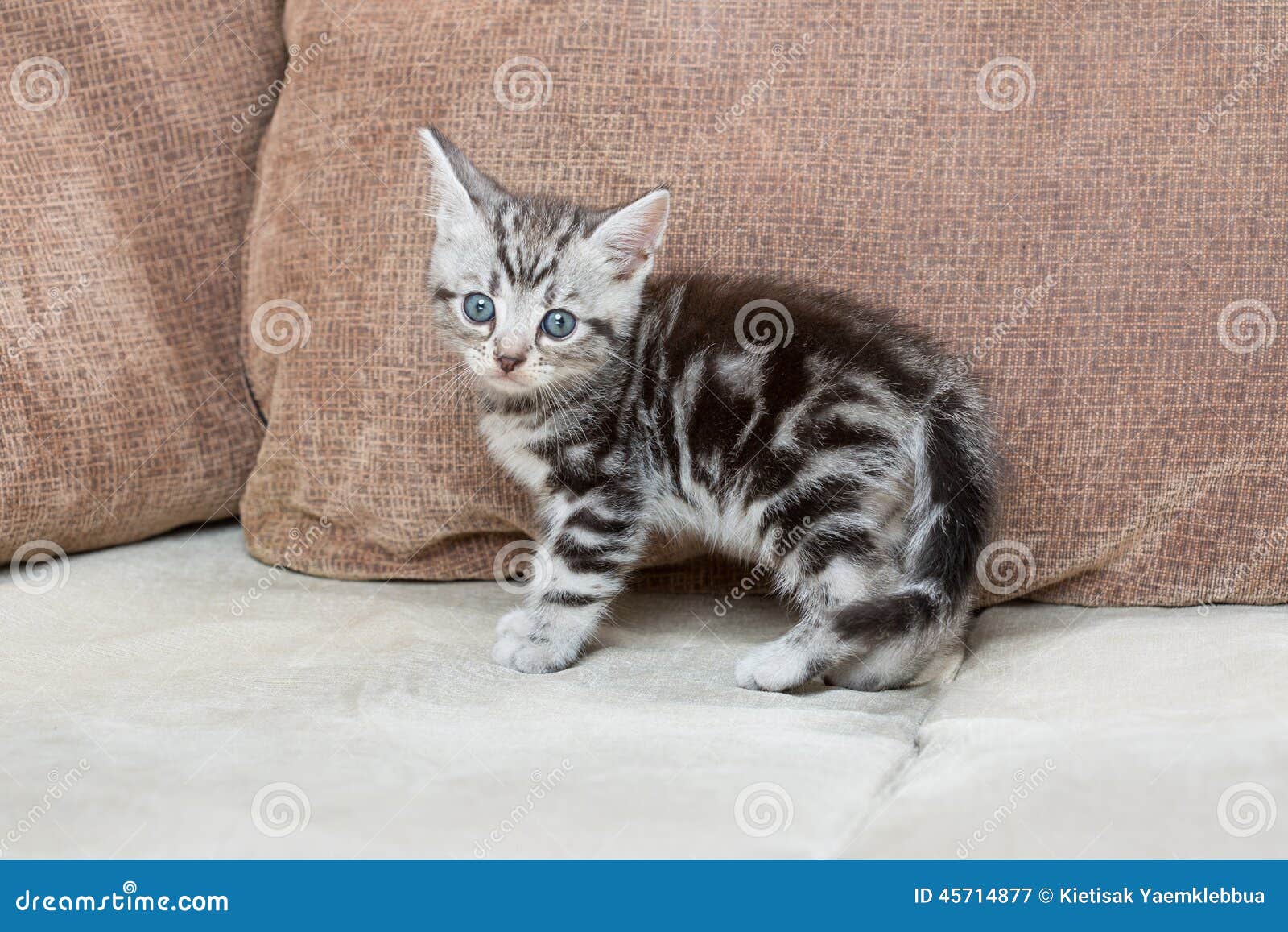 kitten on couch