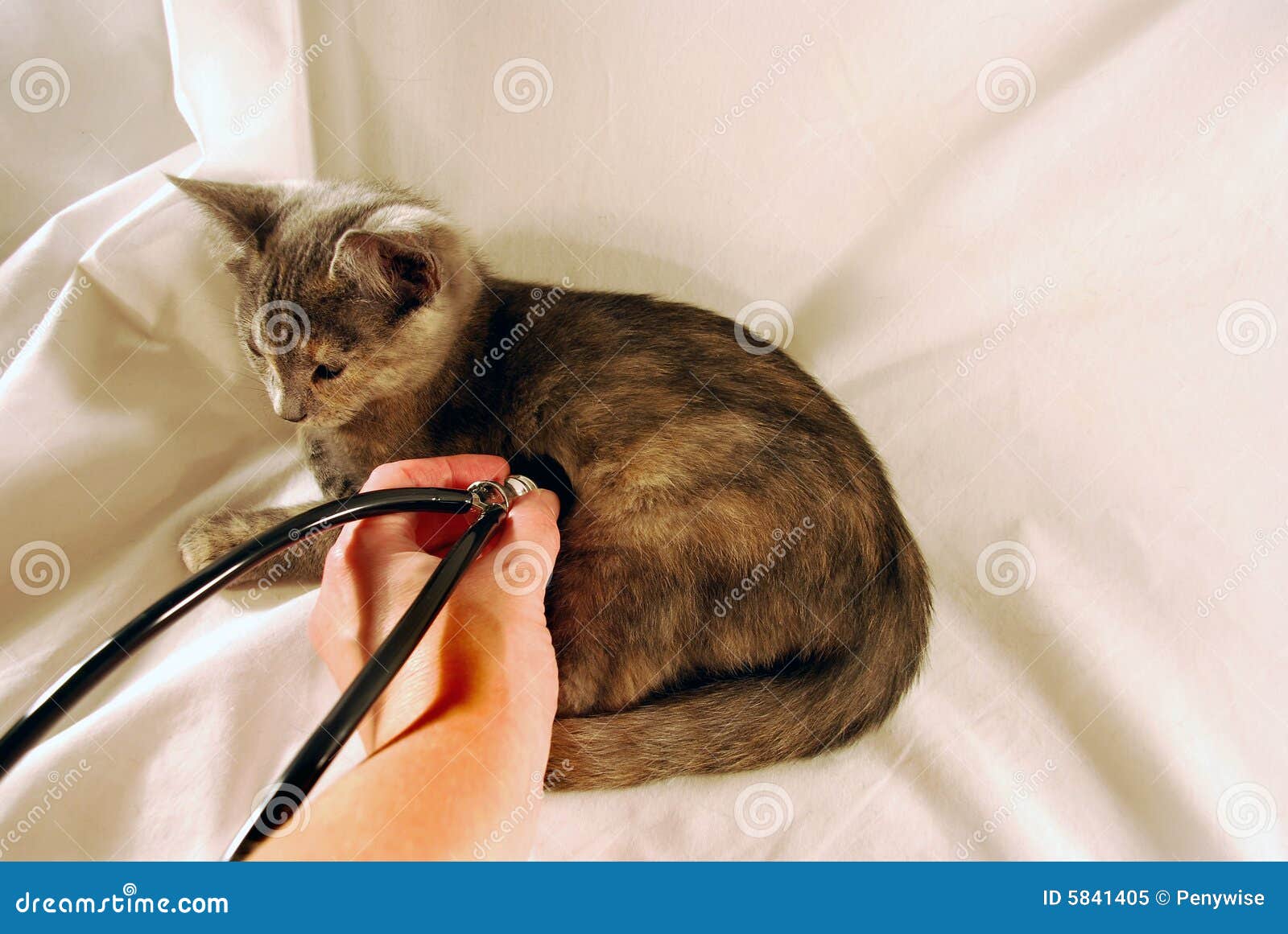 kitten and stethescope