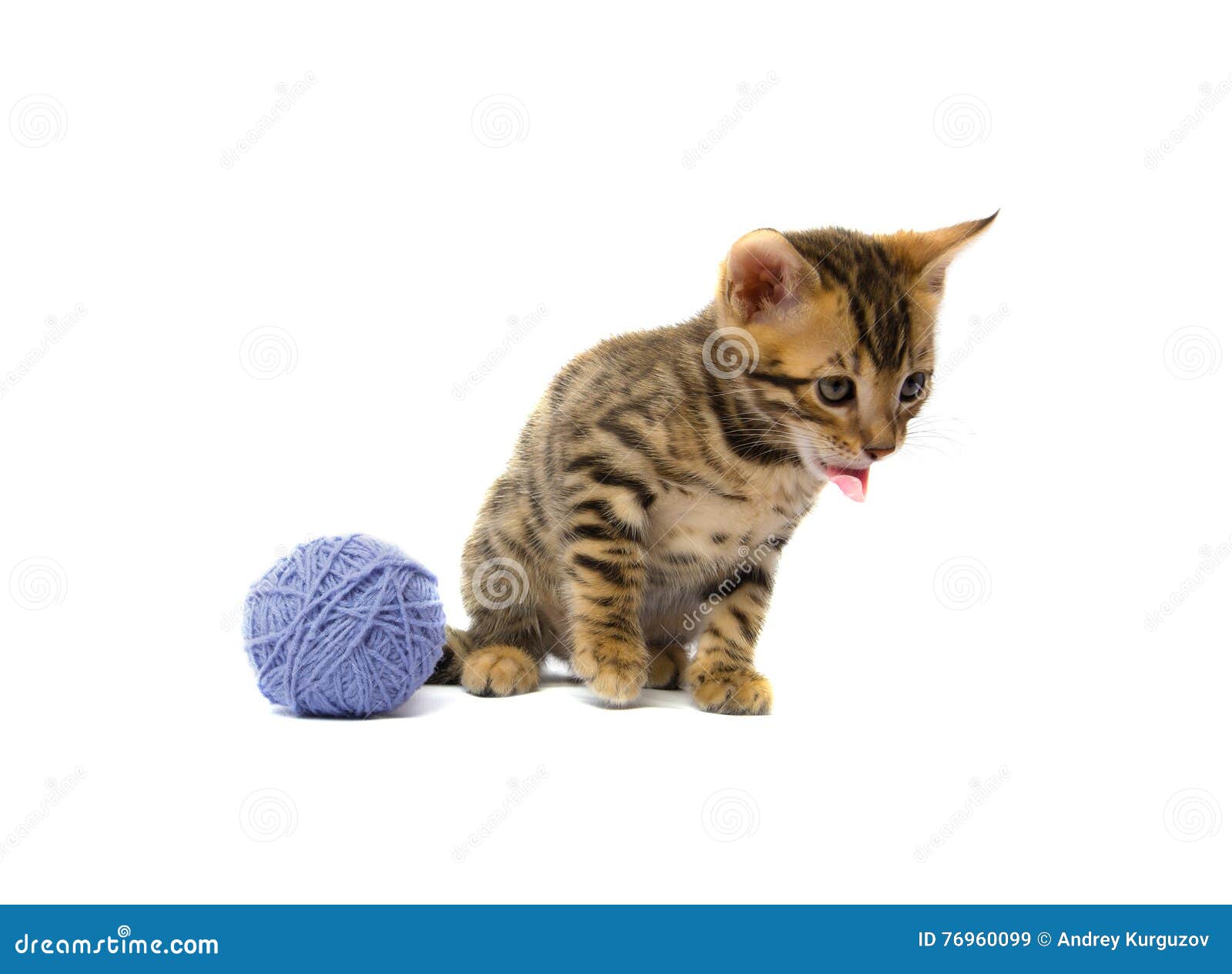 Kitten Stuck Out His Tongue Tangle Thread Stock Image Image of pets