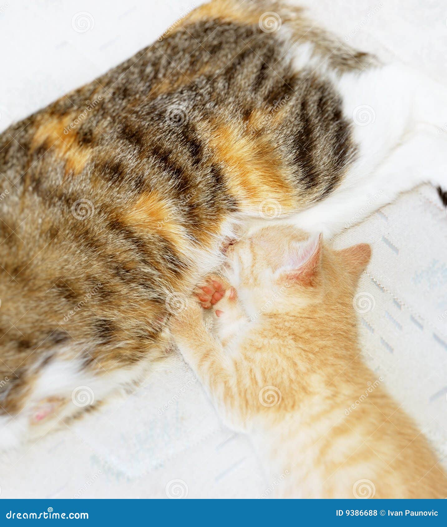 Kitten sucking milk stock photo. Image of female, kitten 9386688