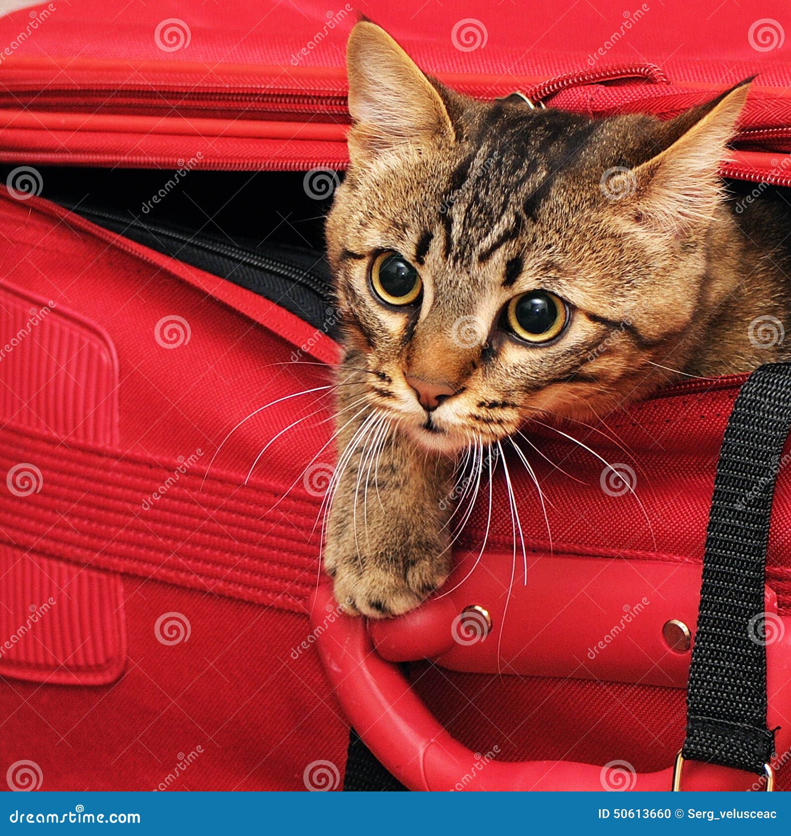 Kitten in suitcase stock photo. Image of domestic, look 50613660