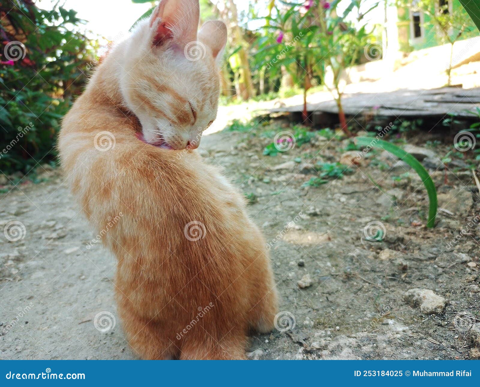 Kitten Taking Care of Herself Stock Image Image of care, carnivore