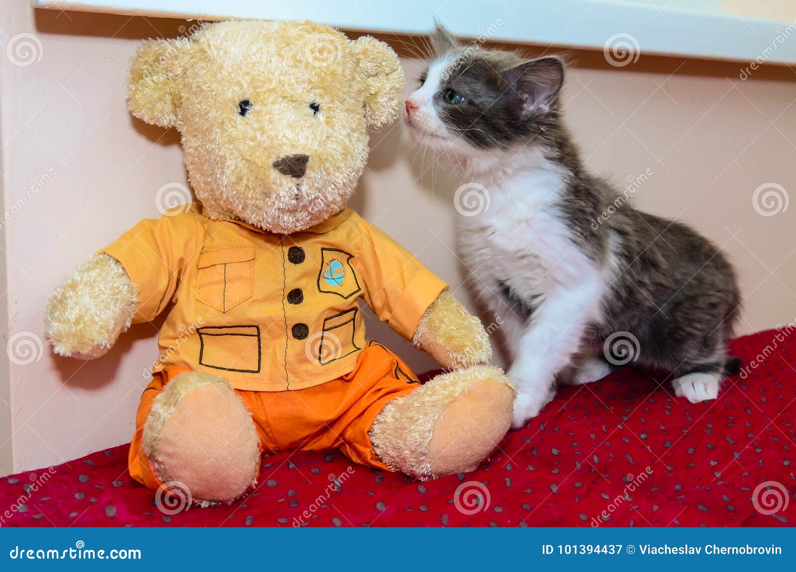 kitten and teddy bear