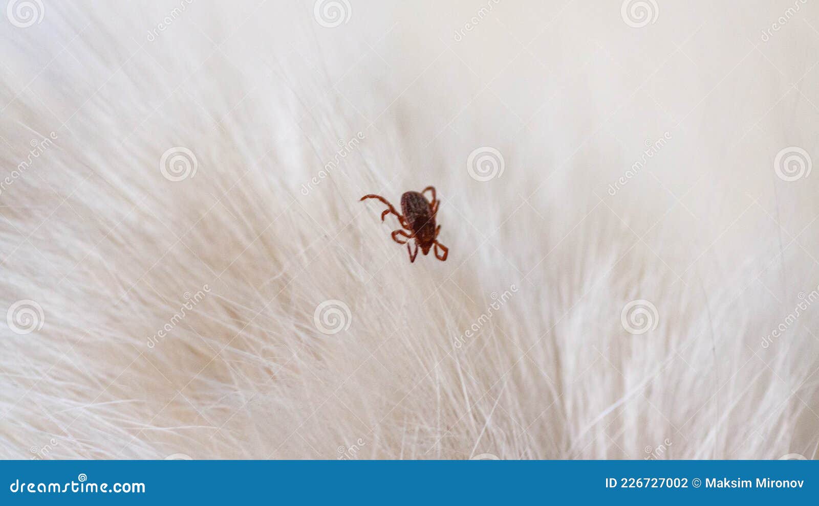 Kitten with Ticks. Ticks Attached To Cat Skin. Tick Bite. Stock Photo