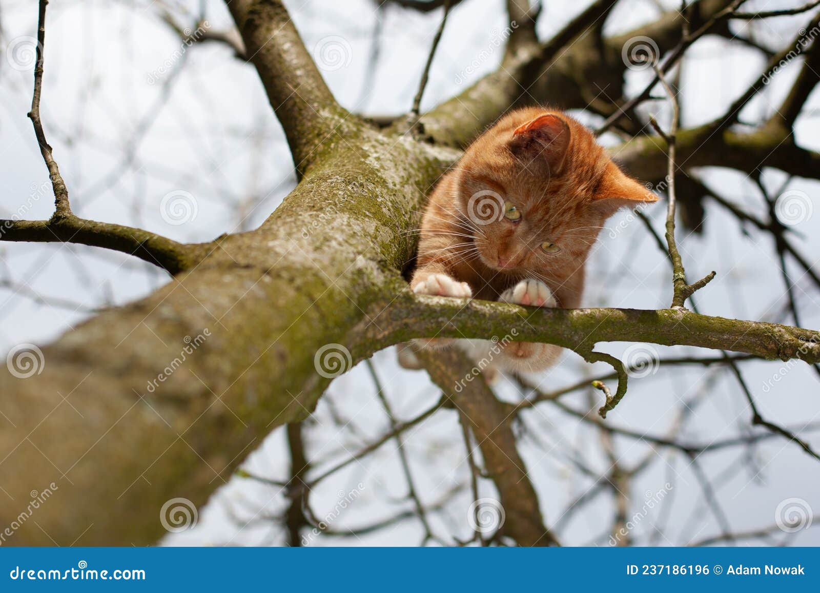 Kitten Trapped in Tree, Firefighters` Help Needed Stock Photo Image