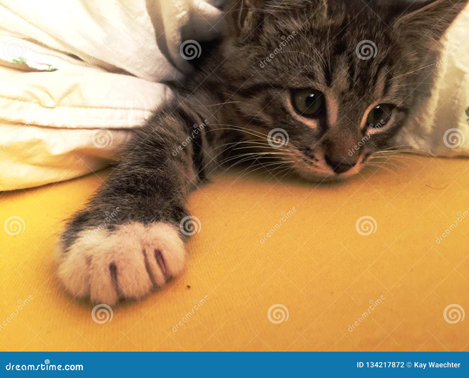 sleepy cute adorable kitten waking up from its nap