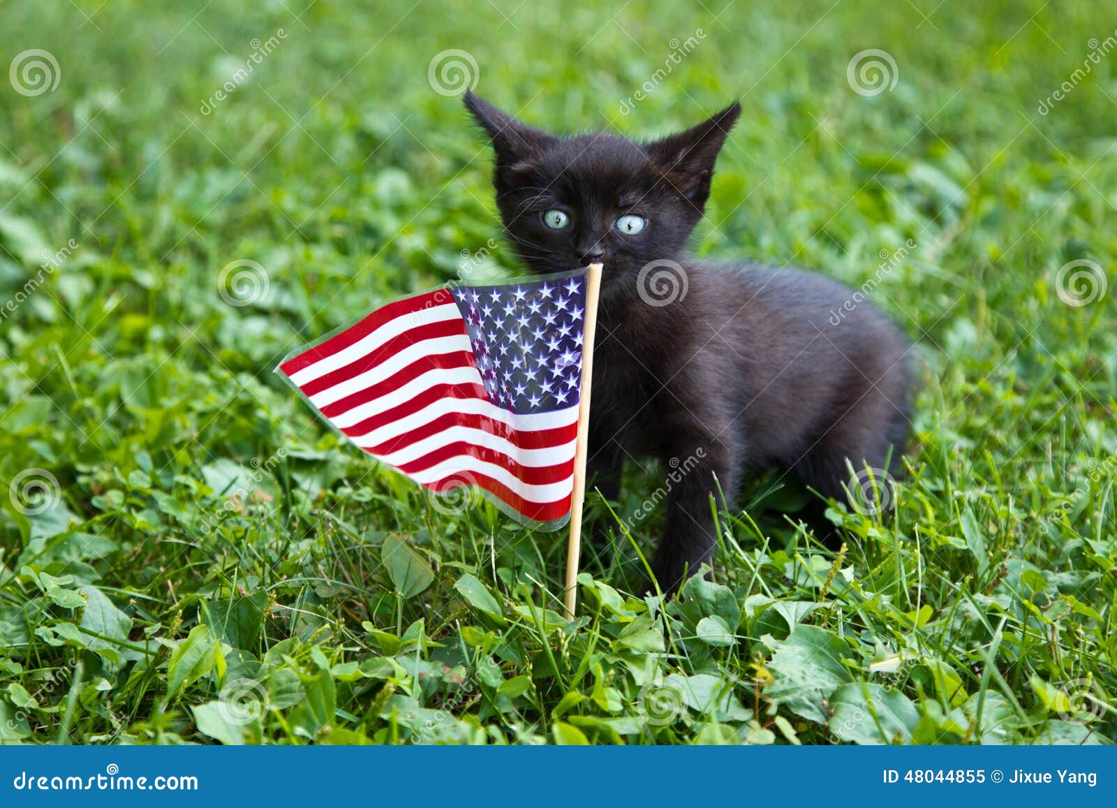 Black Cat bandera