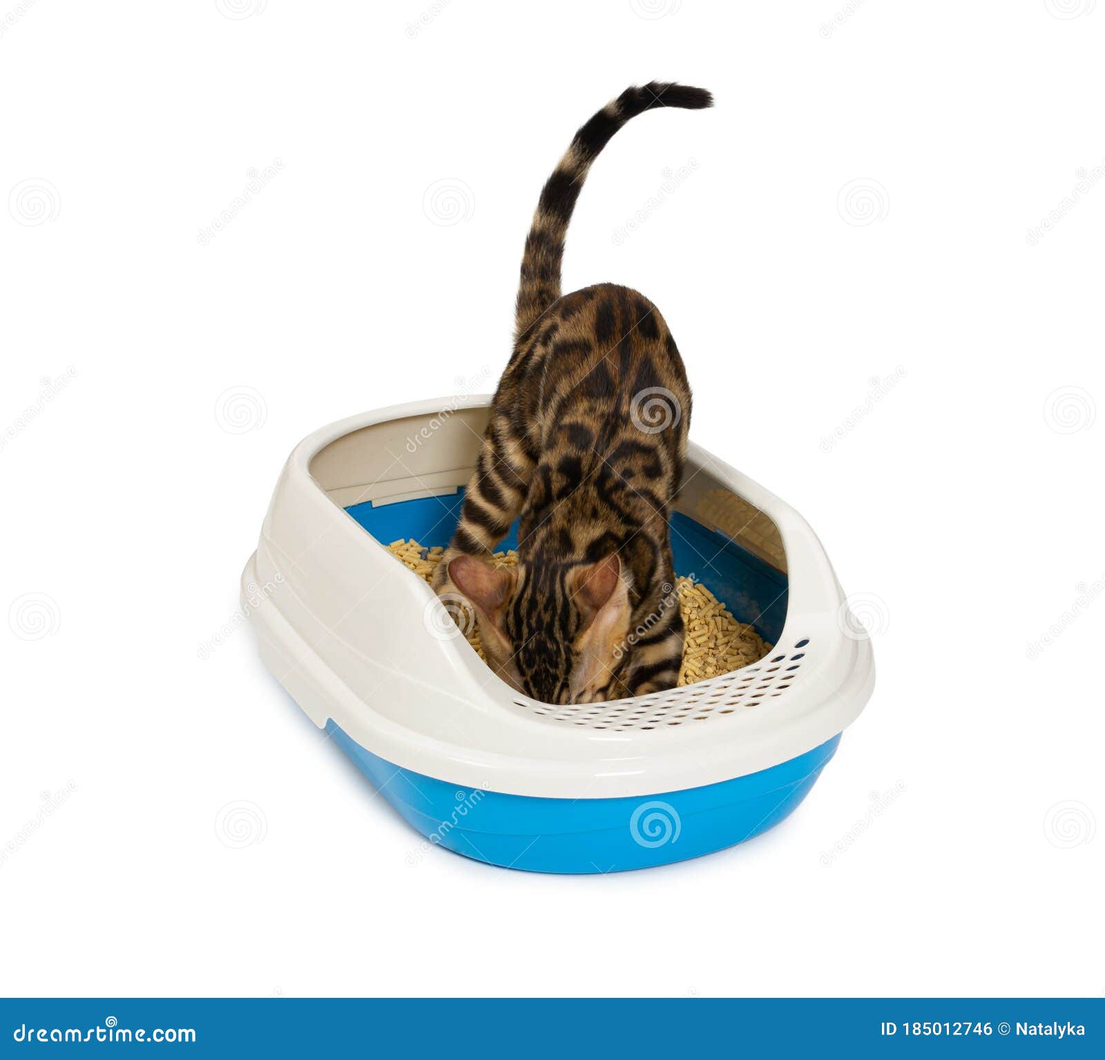 kitten using litter box with wood pellet for pooping or urinate