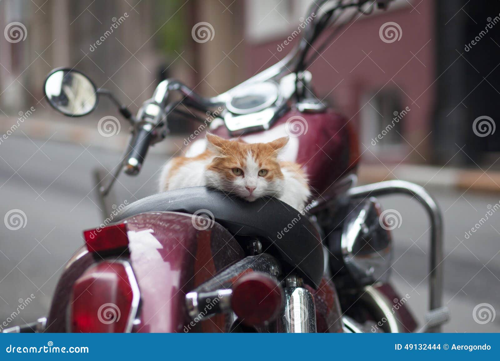 Kitten on a Vintage Red Motor Scooter Stock Photo - Image of mirror ...