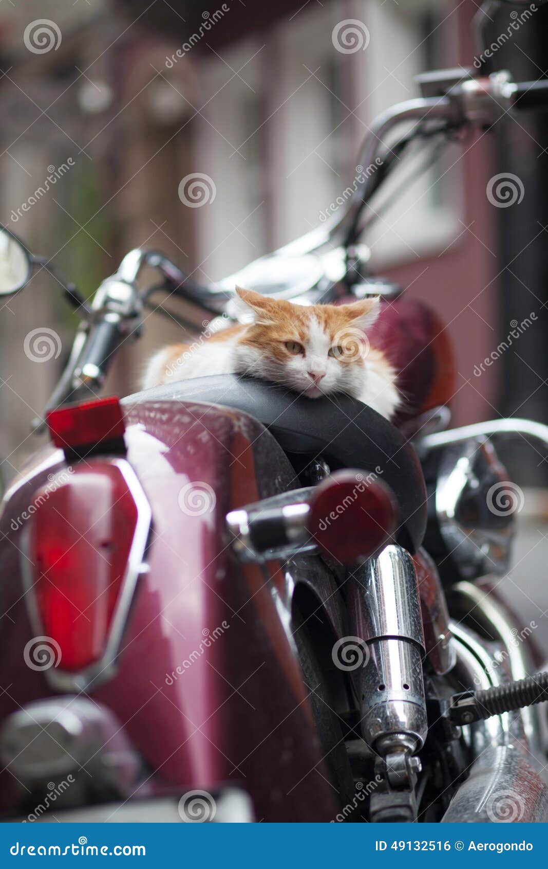 Kitten on a Vintage Red Motor Scooter Stock Photo - Image of color ...